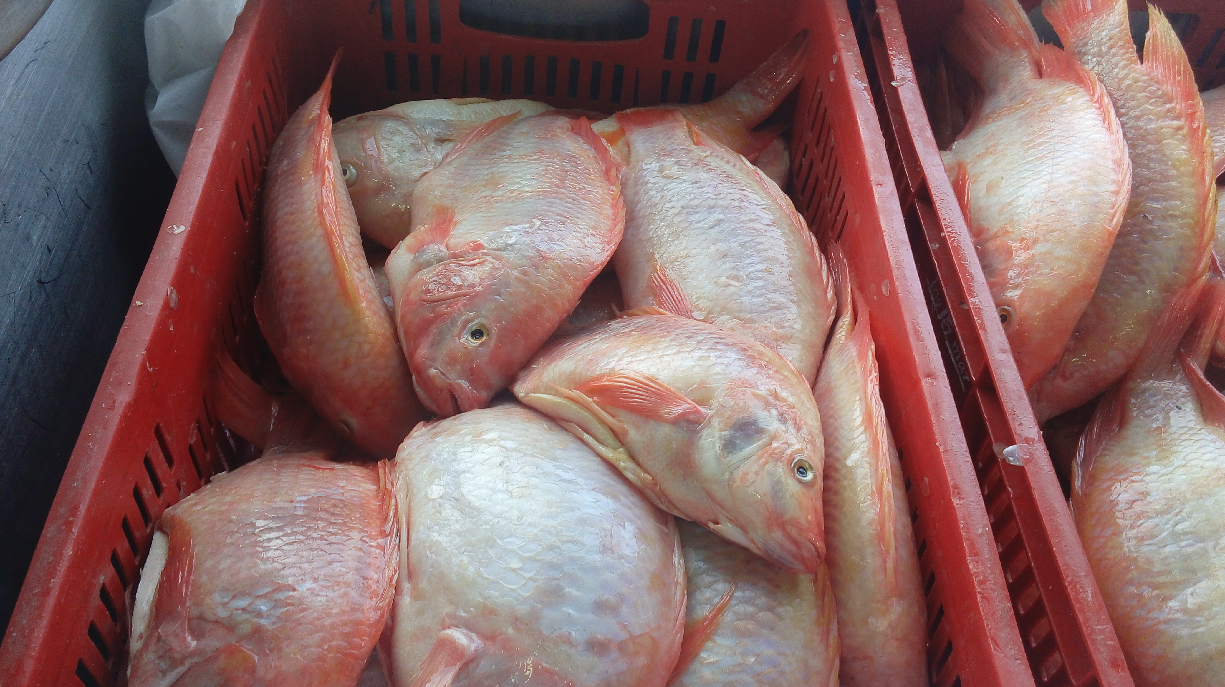 Mojarra xlibra