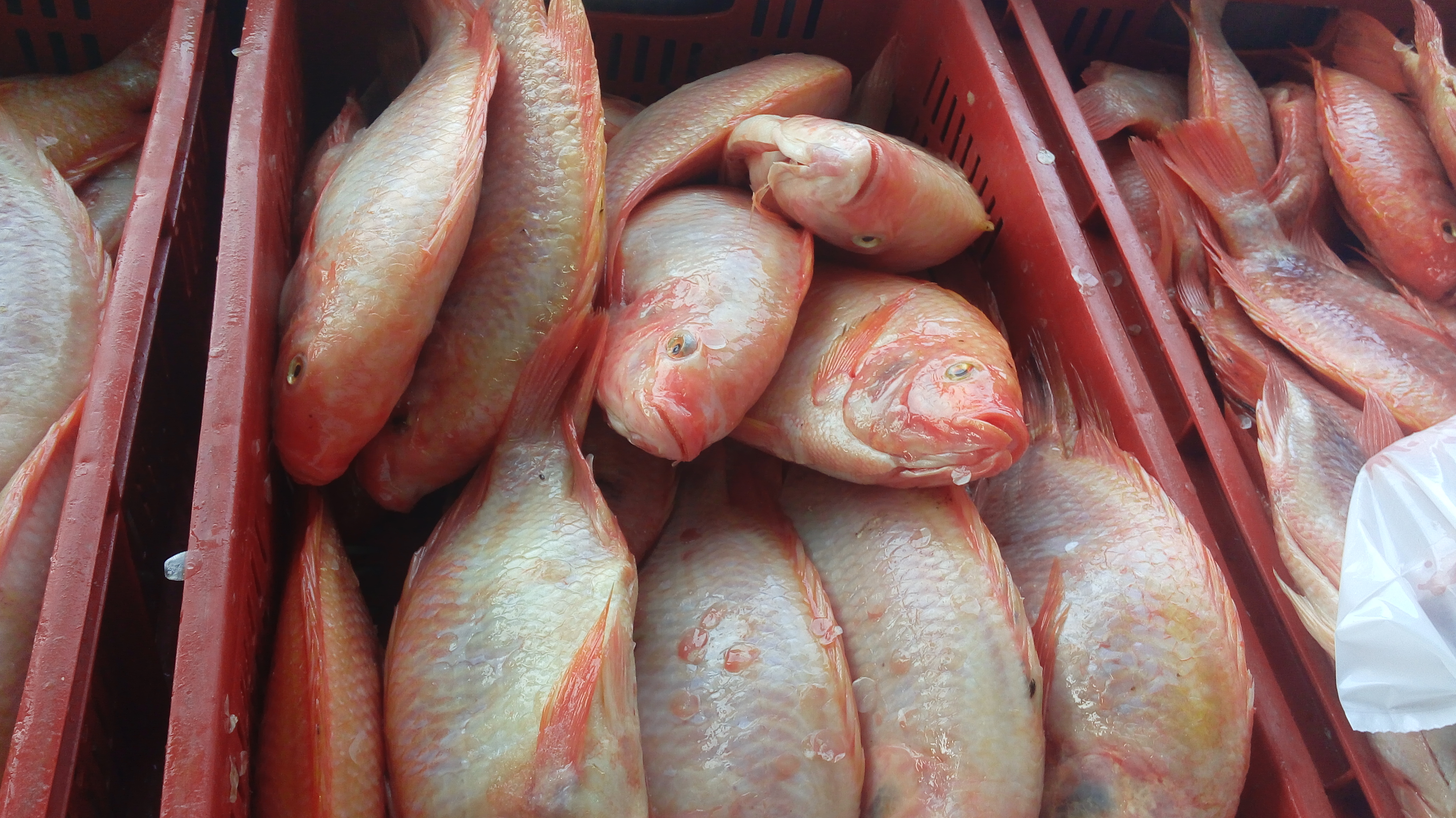 Mojarra especial