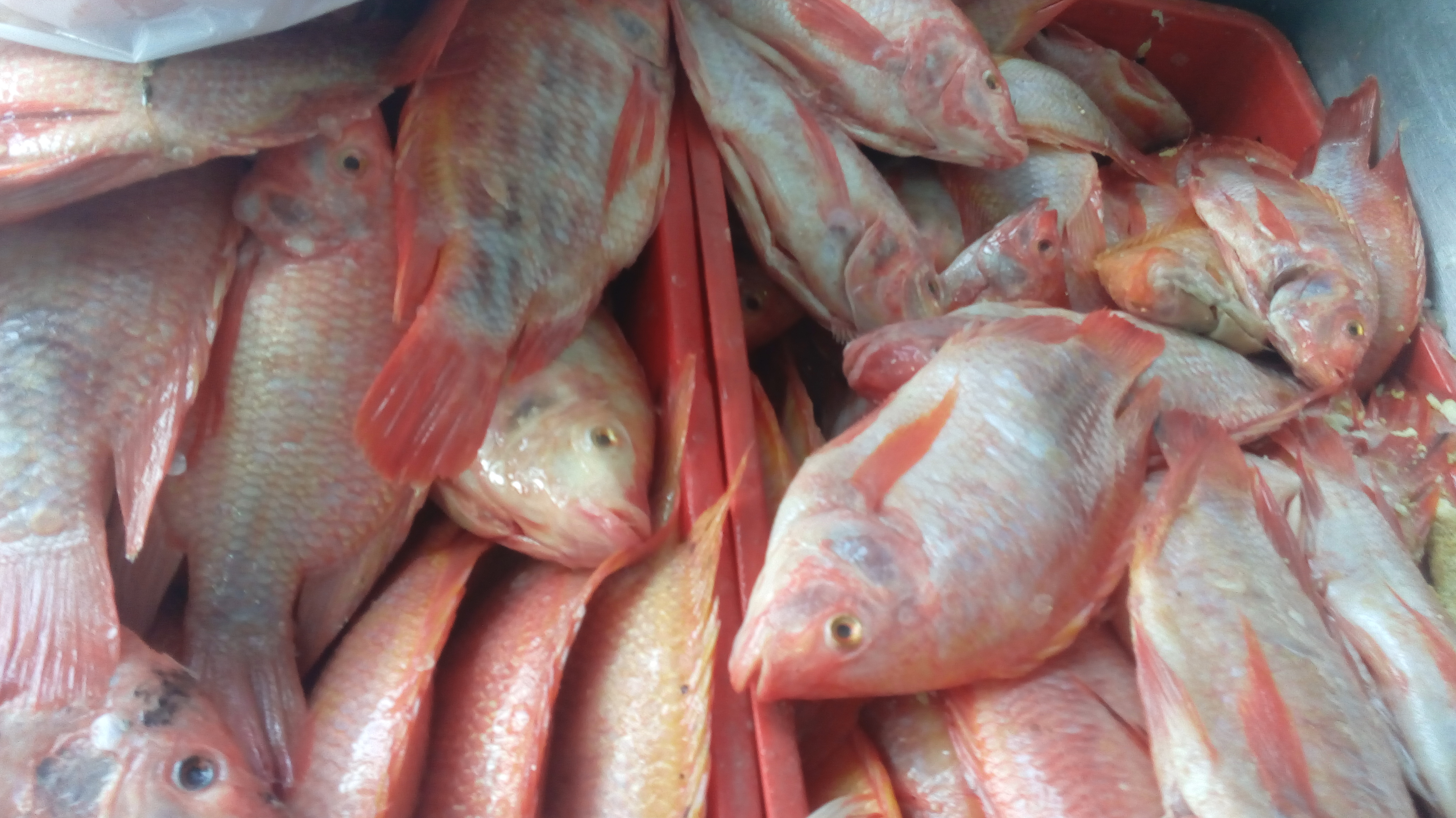 Mojarras