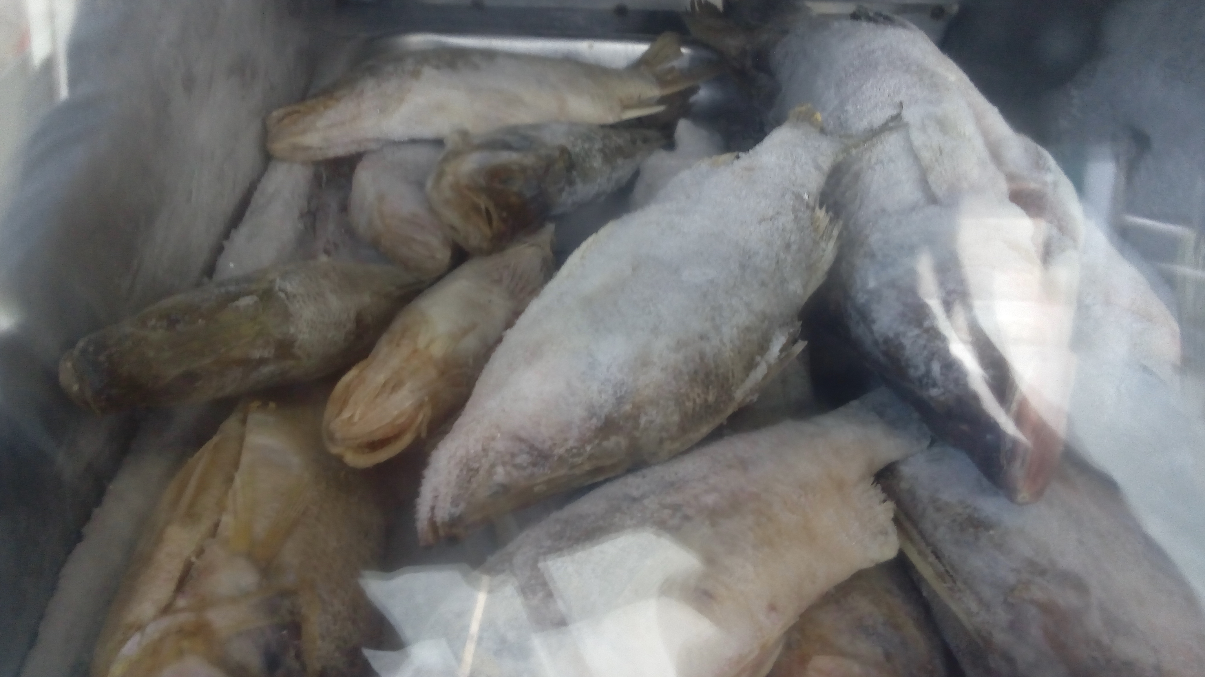 Pescado mapara