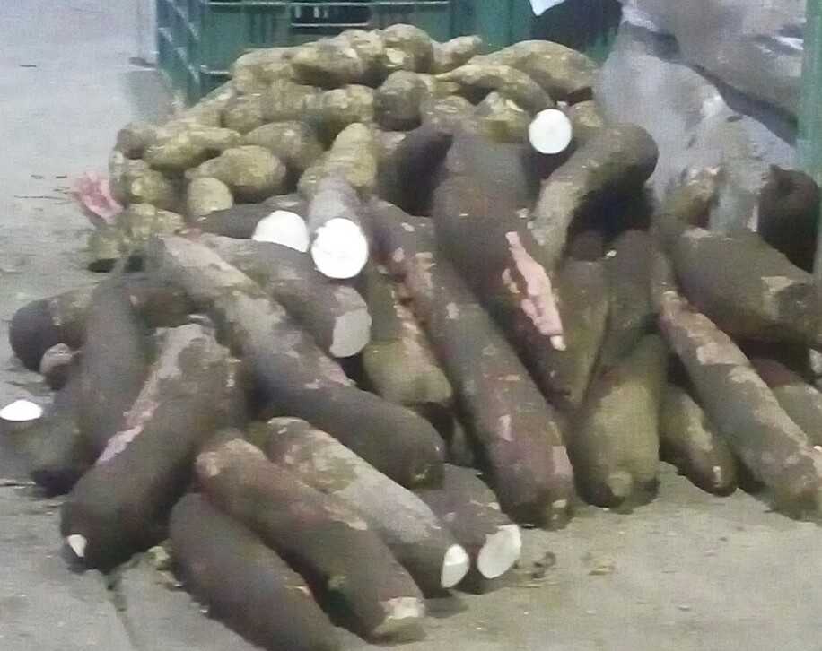Papa sabanera