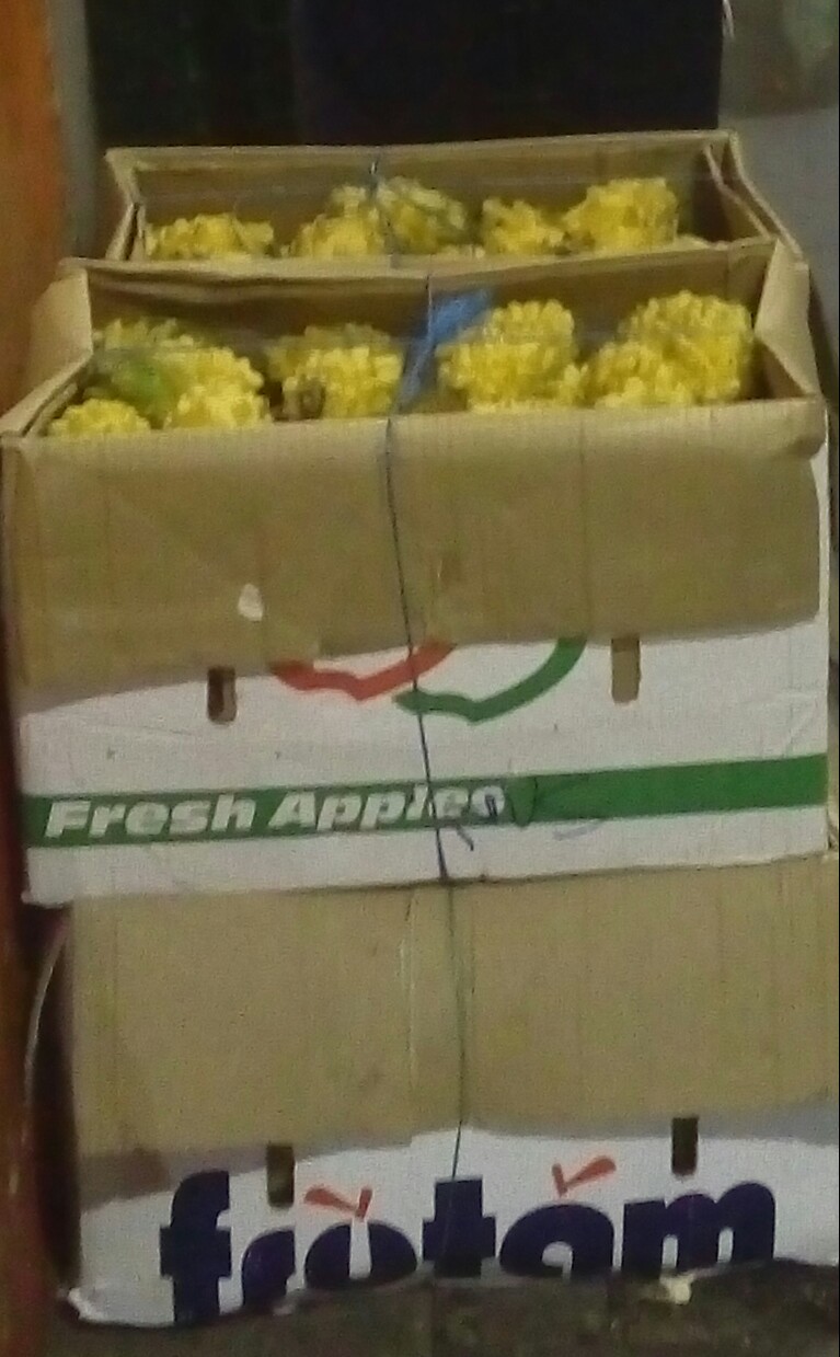 Pitaya