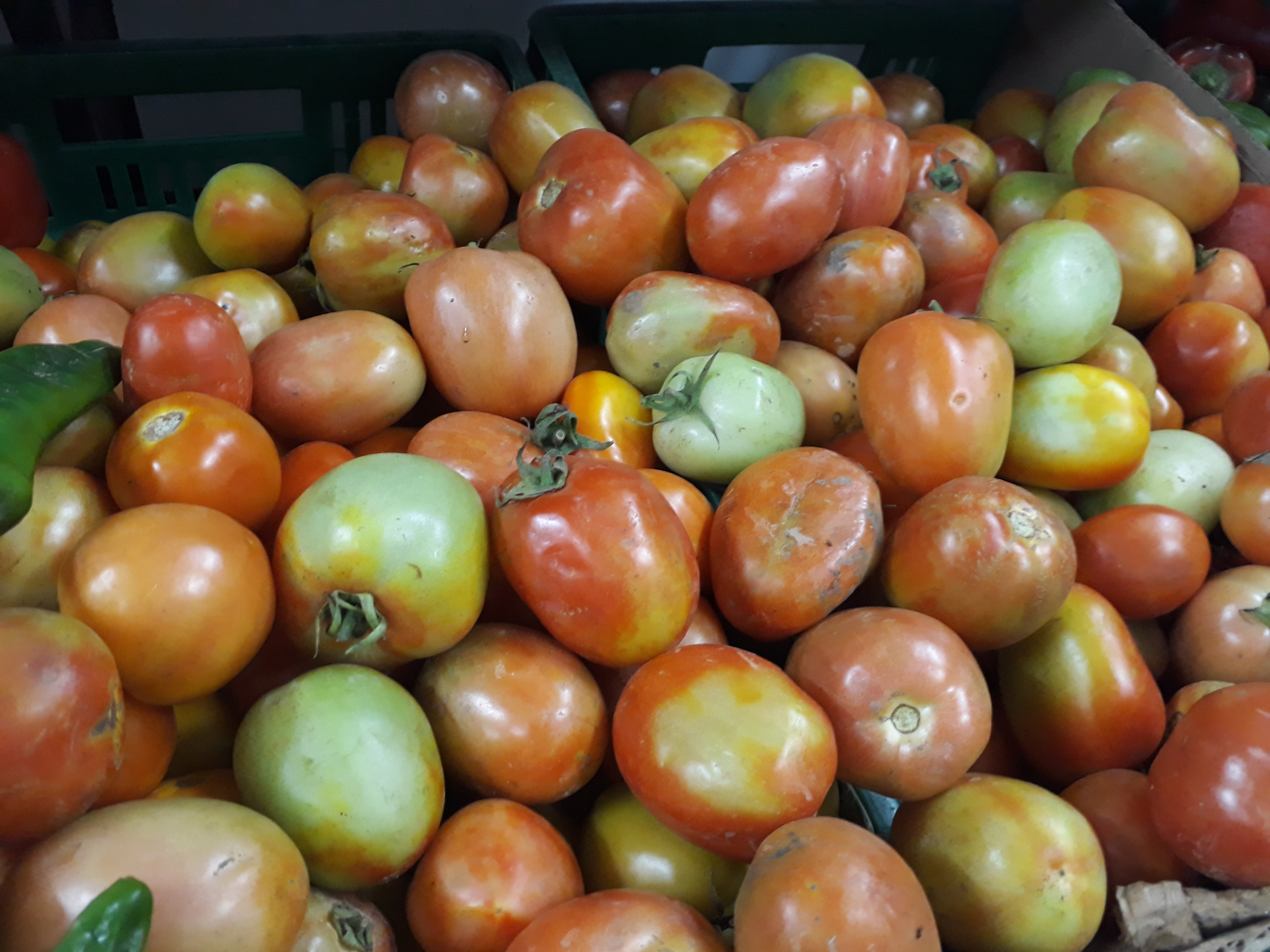 Tomate