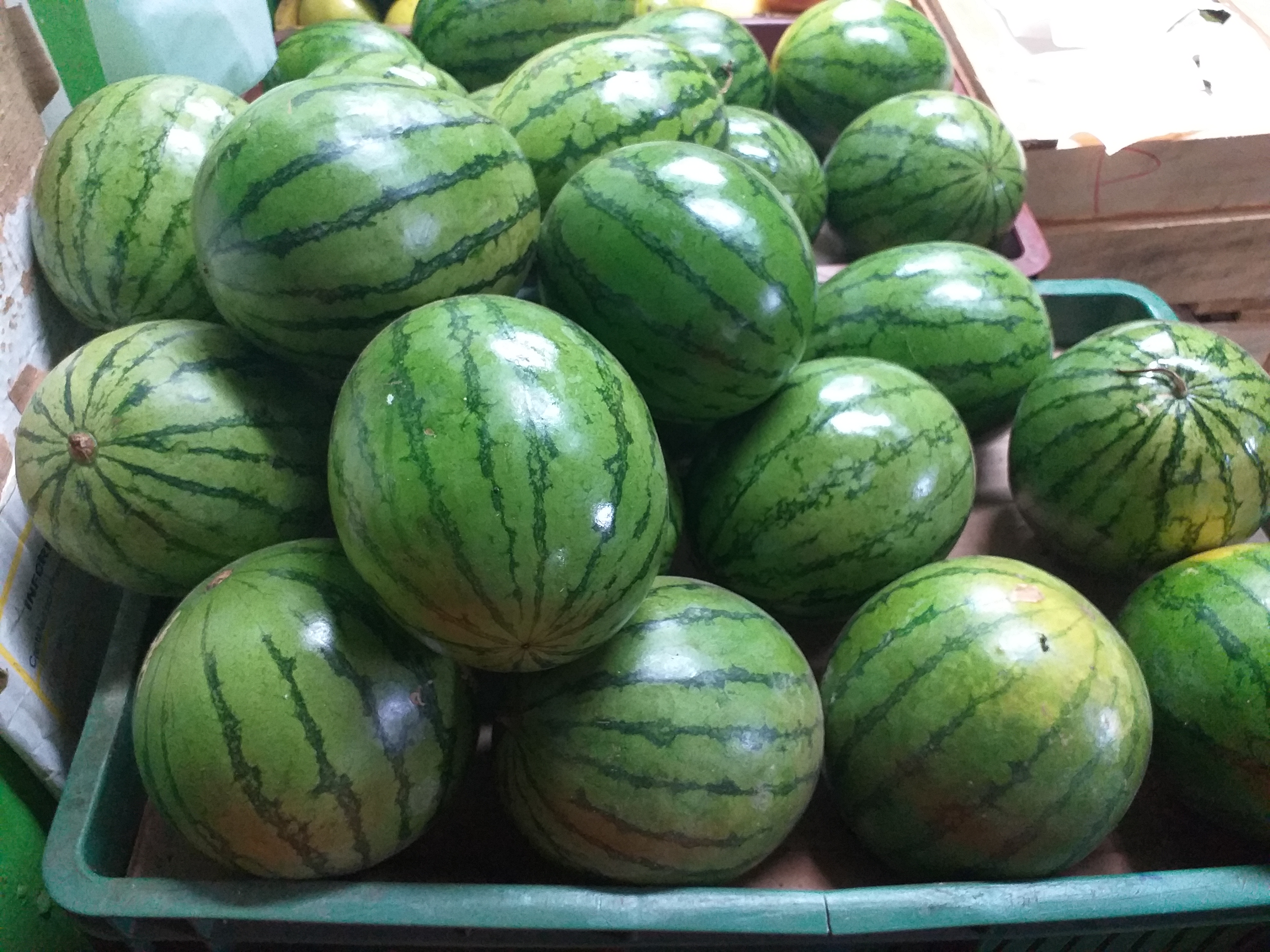 Sandia baby