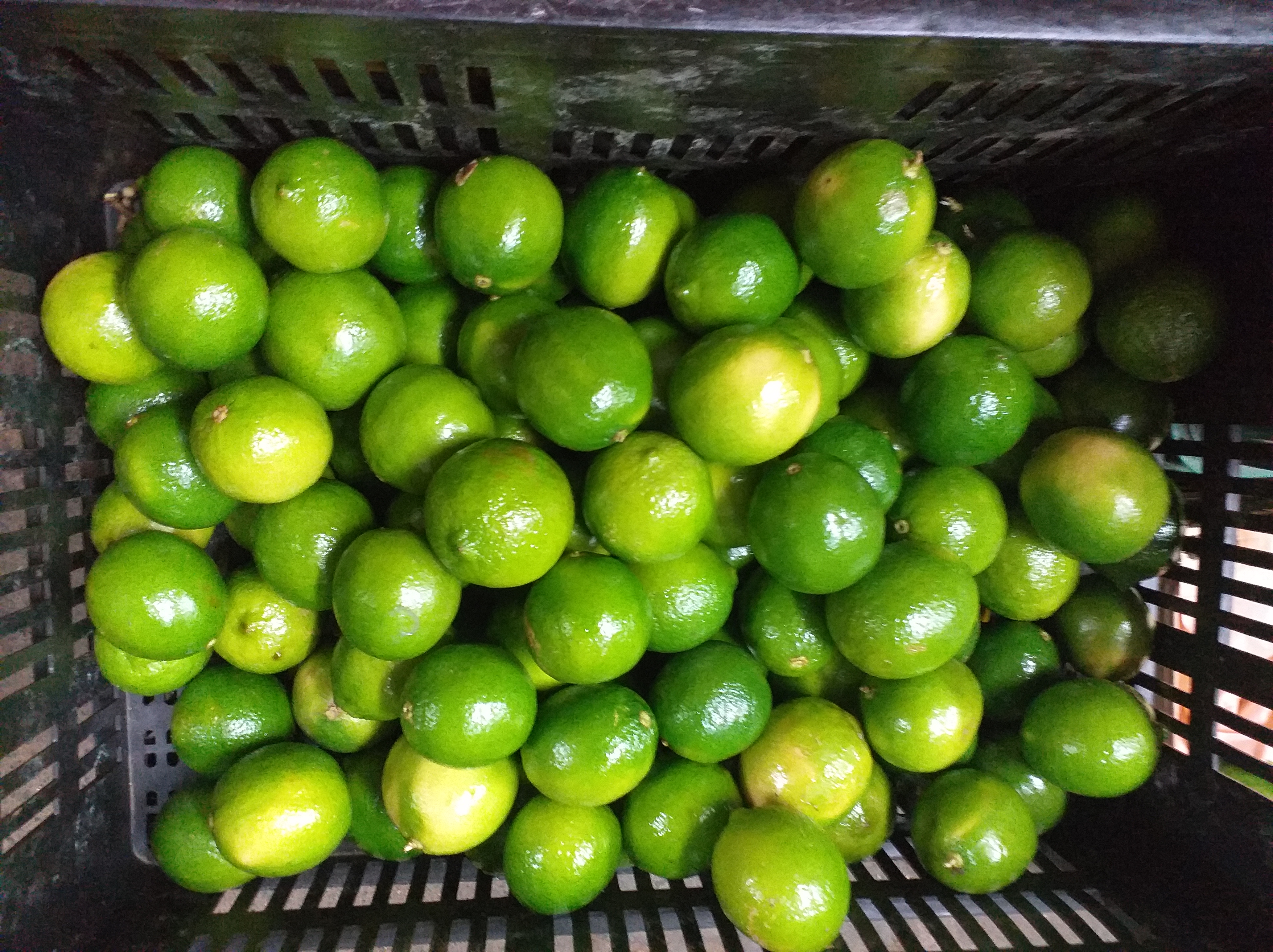 Limon tahiti