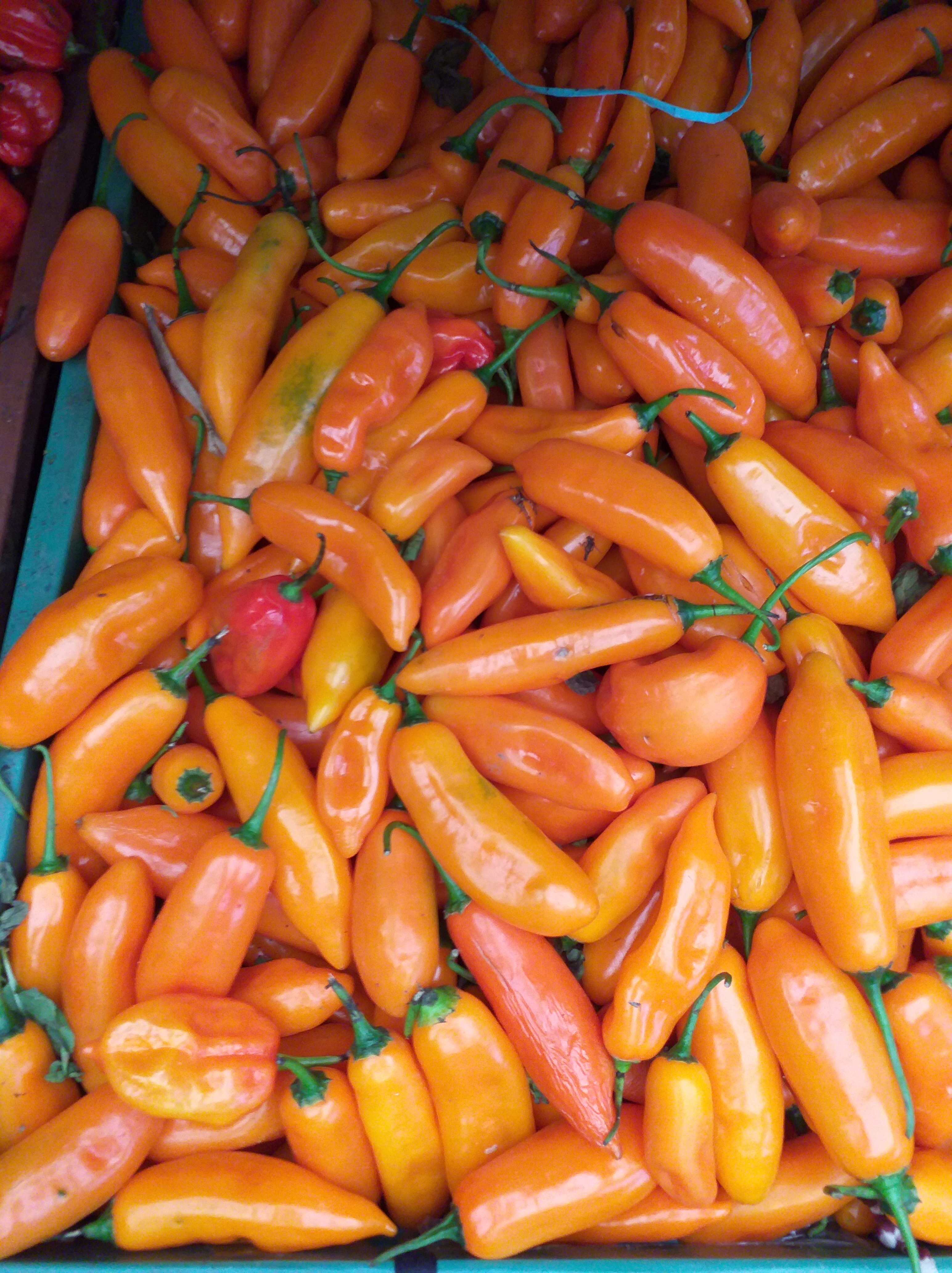 Aji peruano referencia amarillo