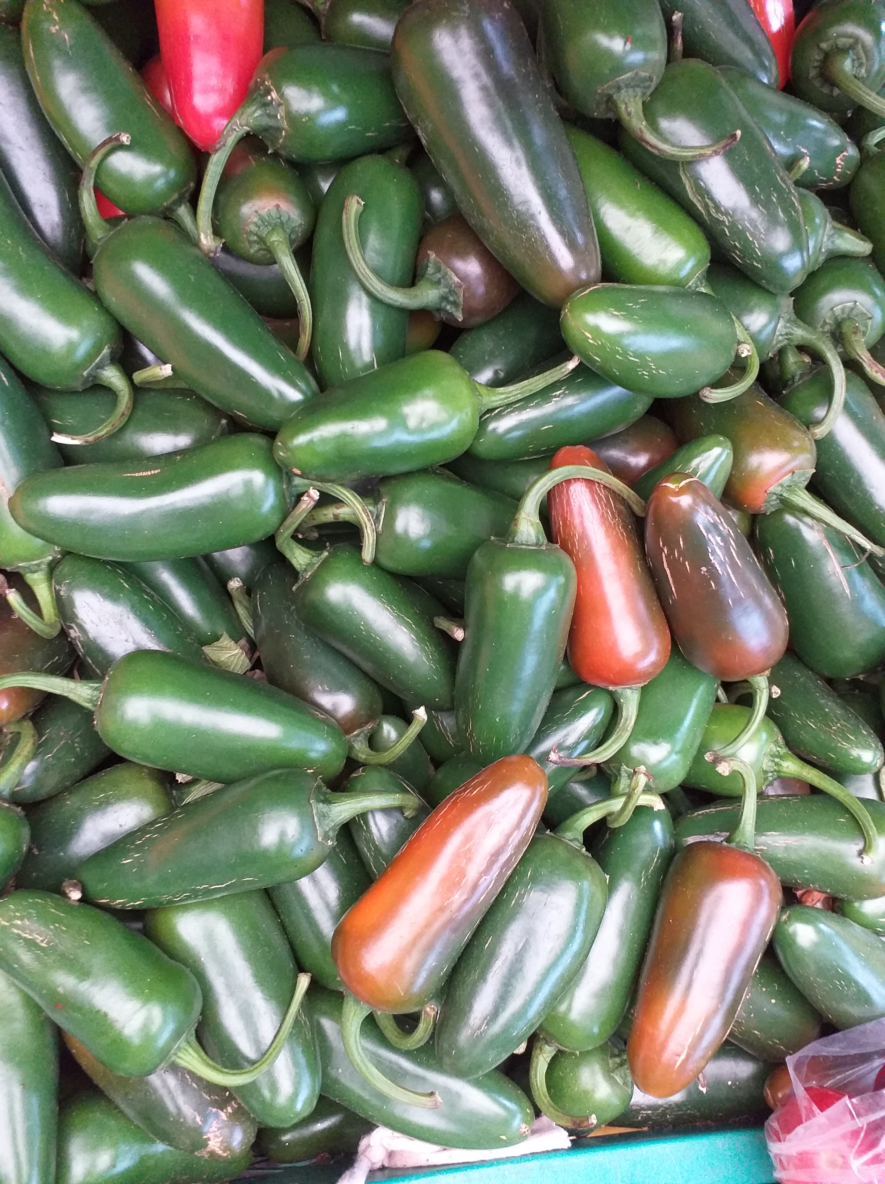Aji referencia  jalapeño