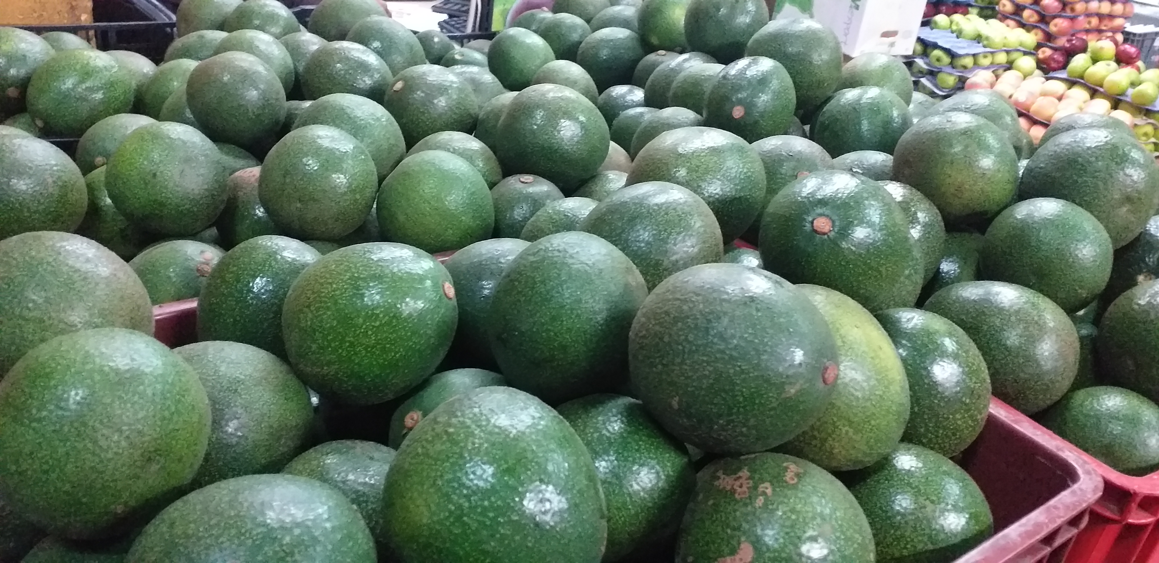 Aguacate reed
