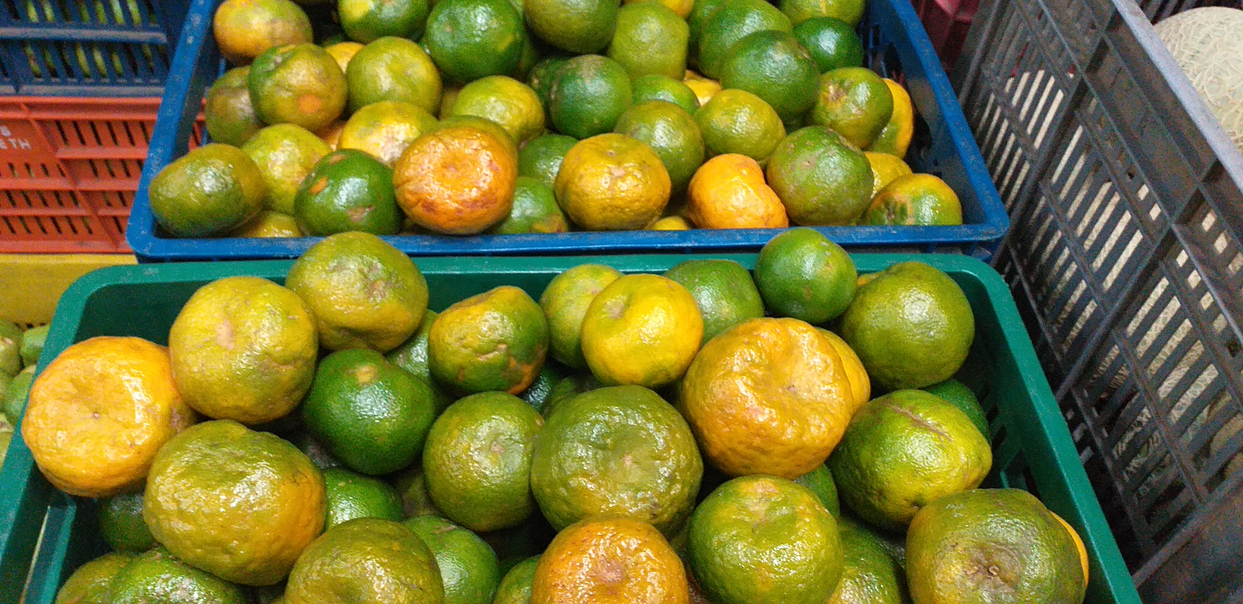Mandarina oneca