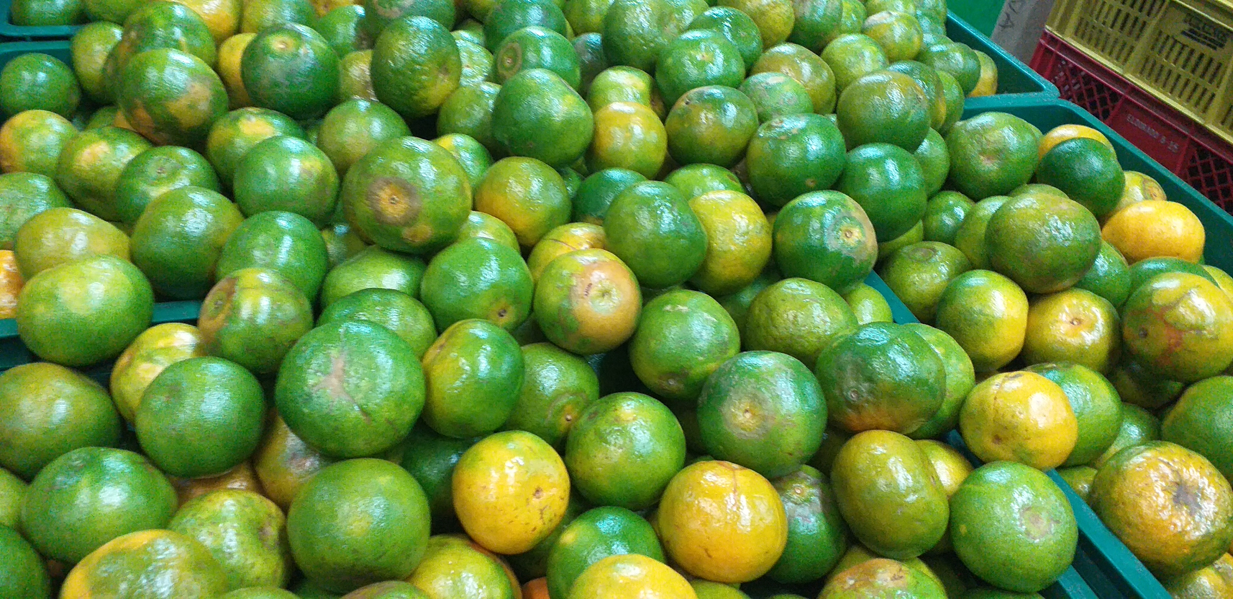 Mandarina de 2da