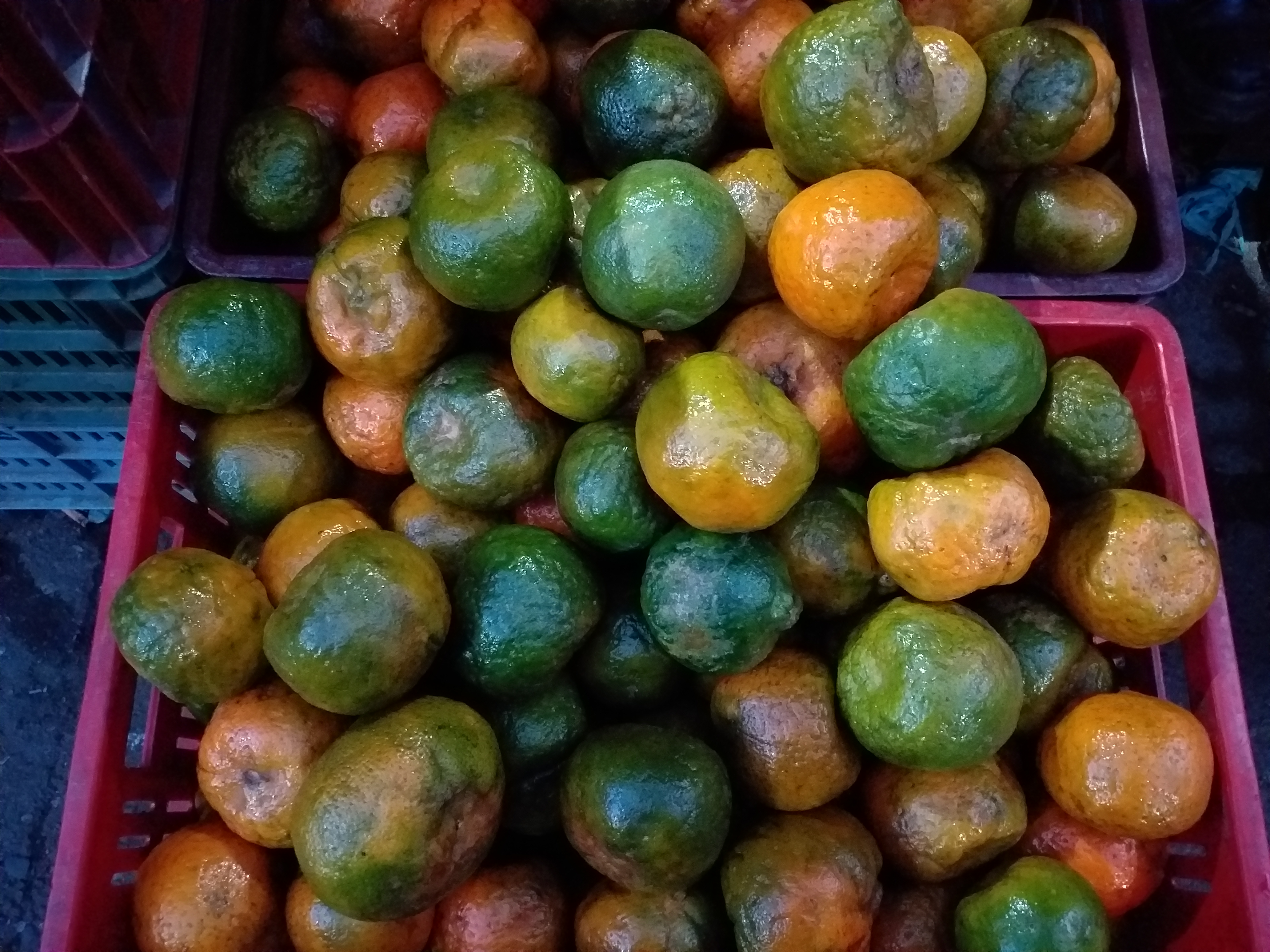 Mandarina oneca