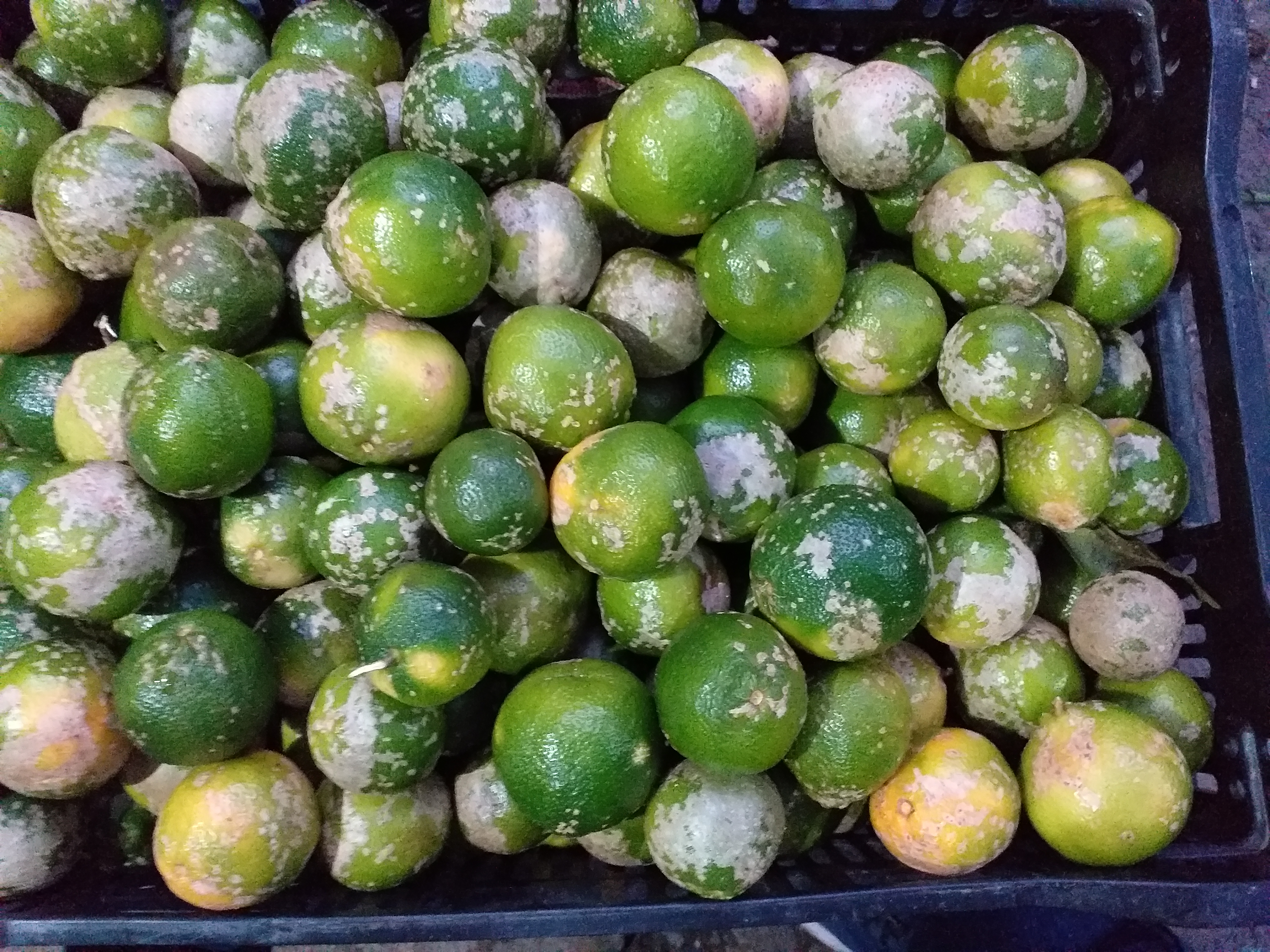 Limon mandarino