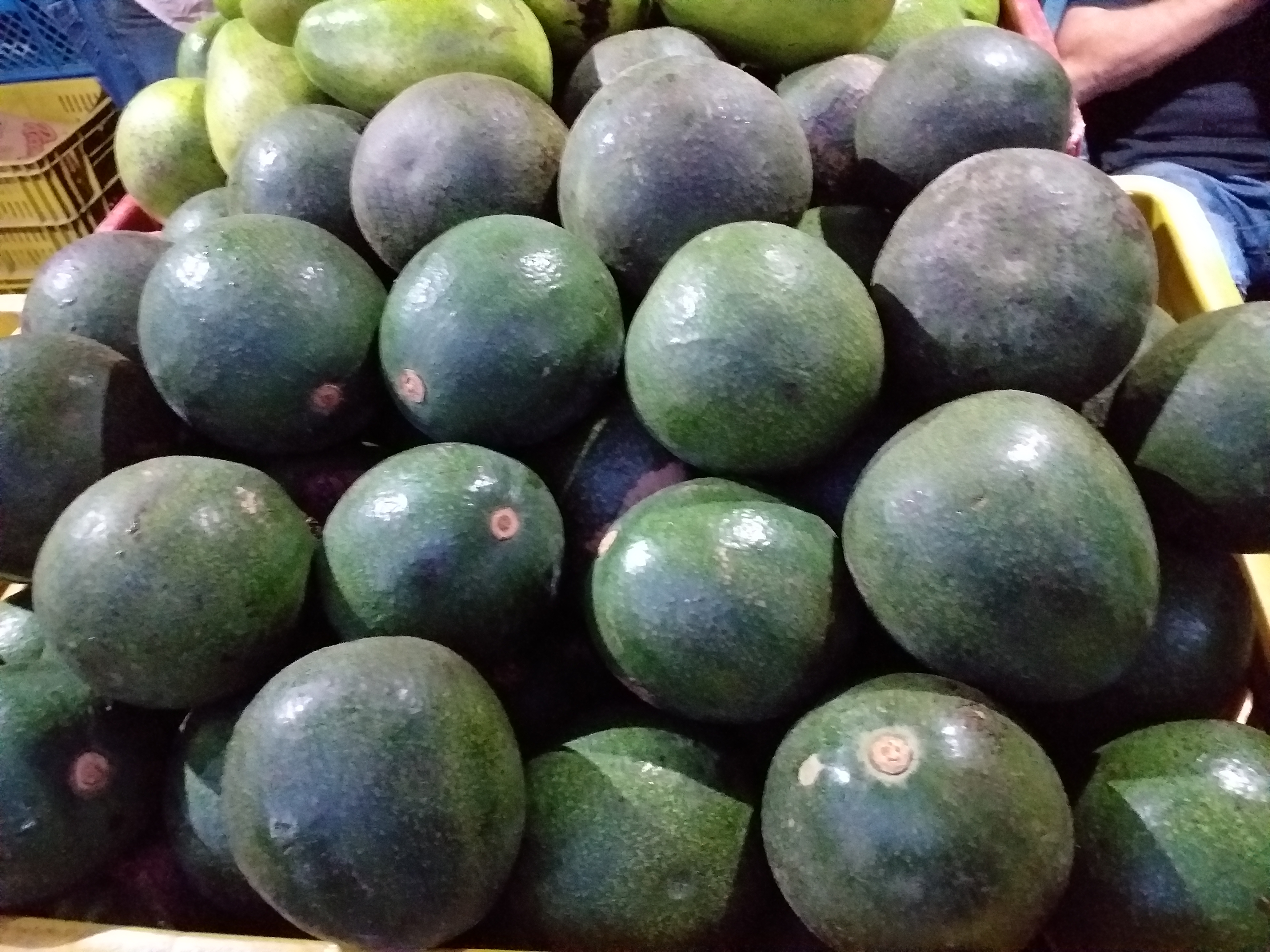 Aguacate reeds