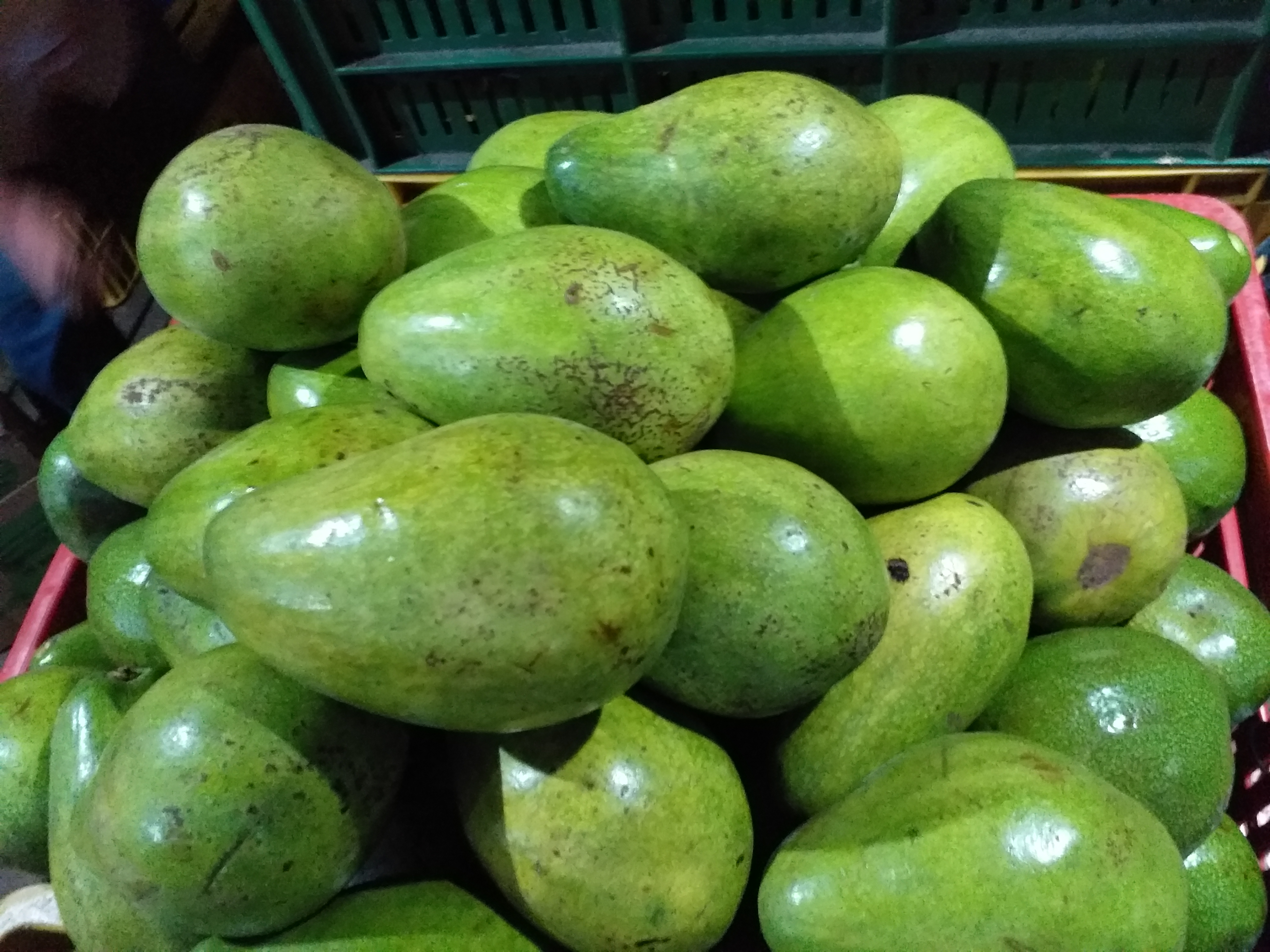 Aguacate papelillo