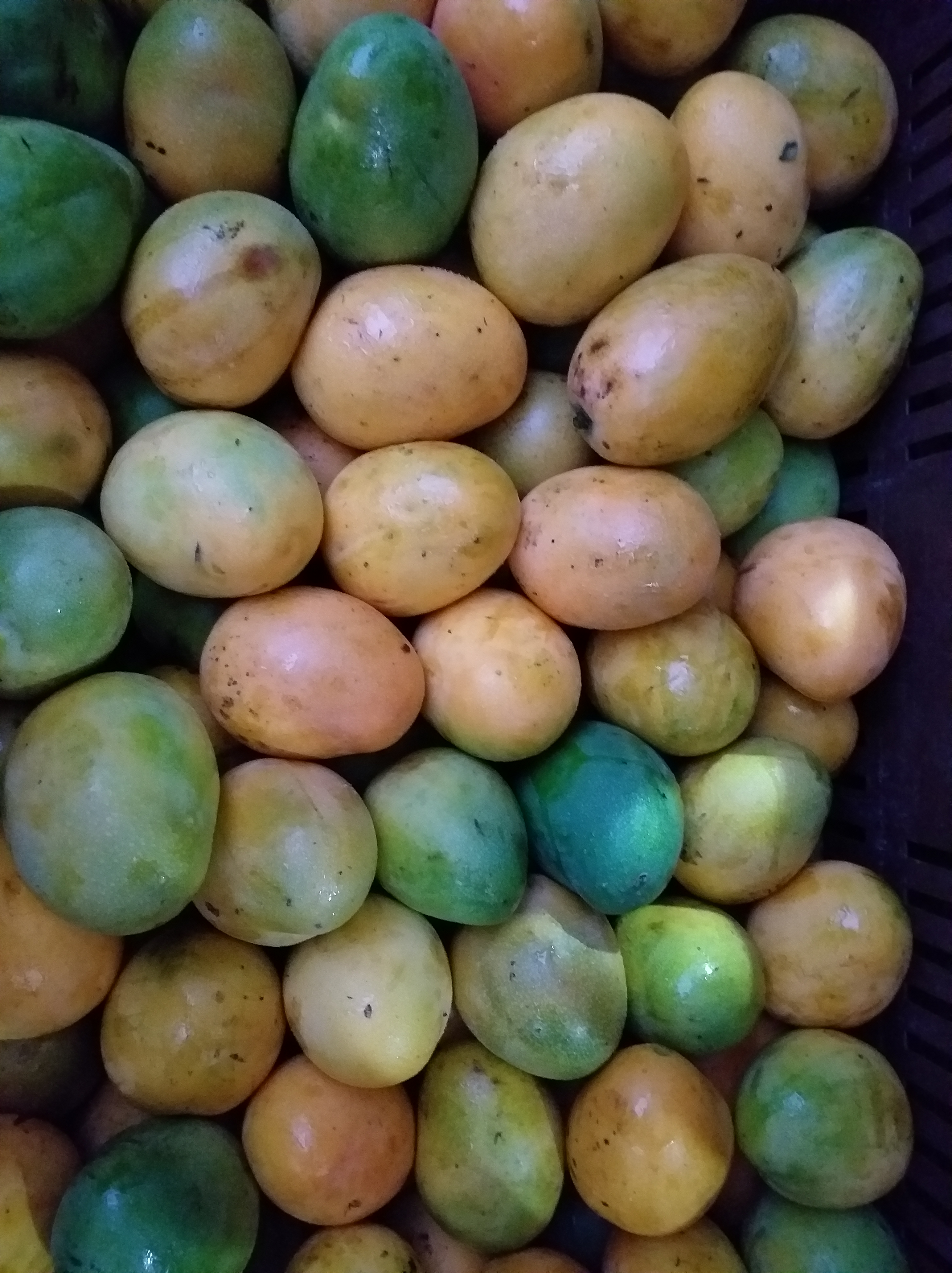 Mango criollo