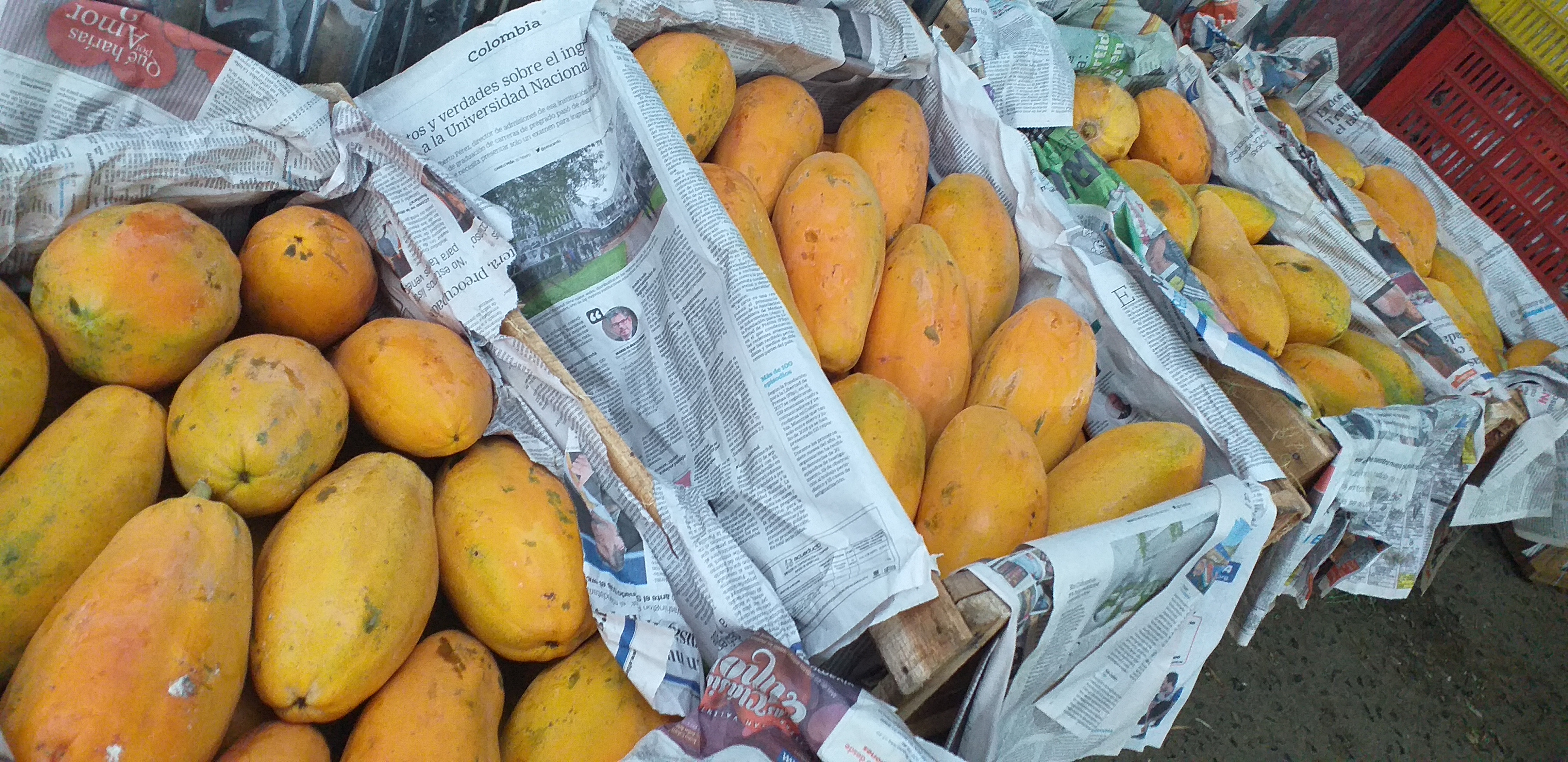 Papaya tainung