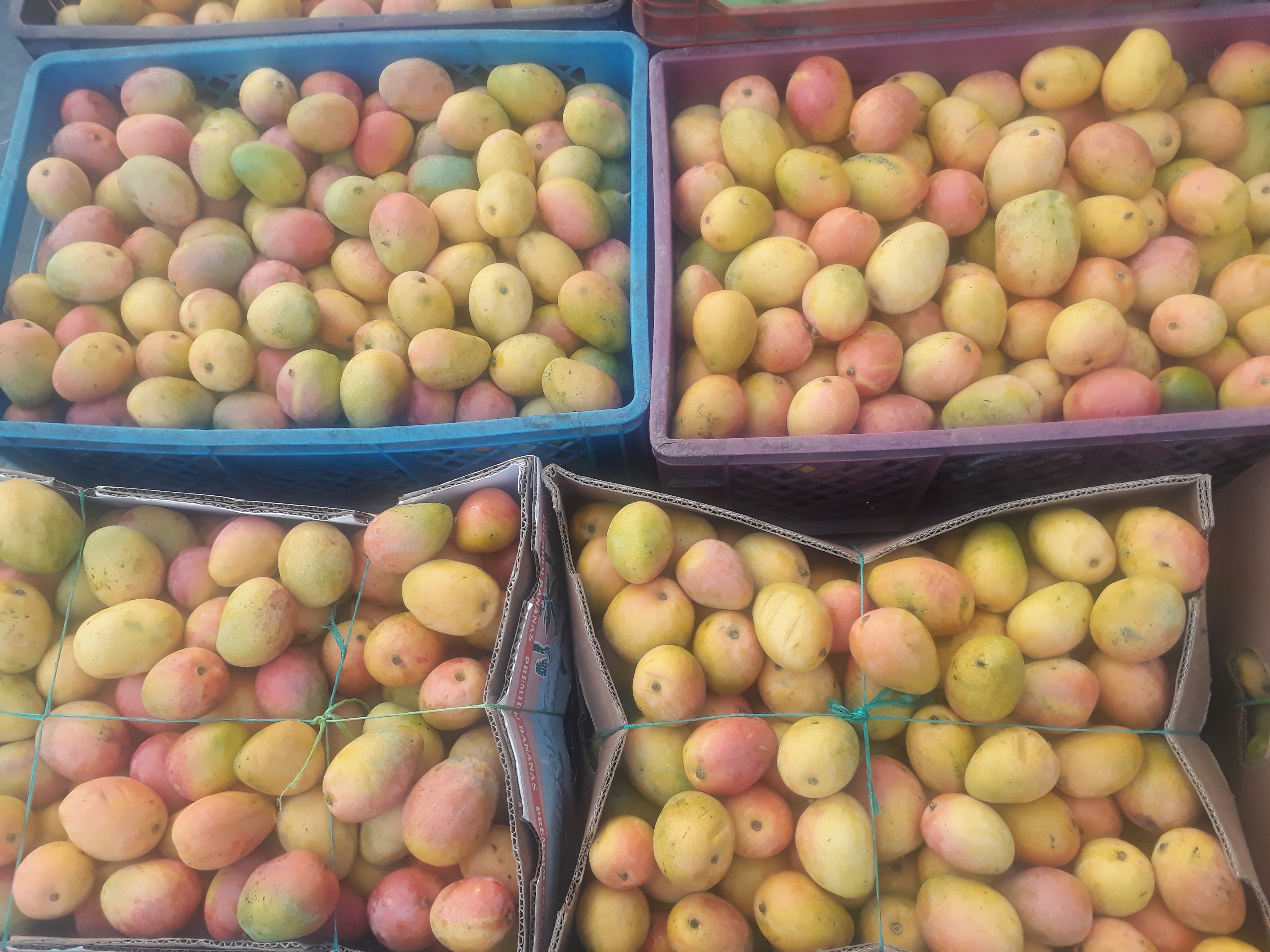 Mango de azúcar