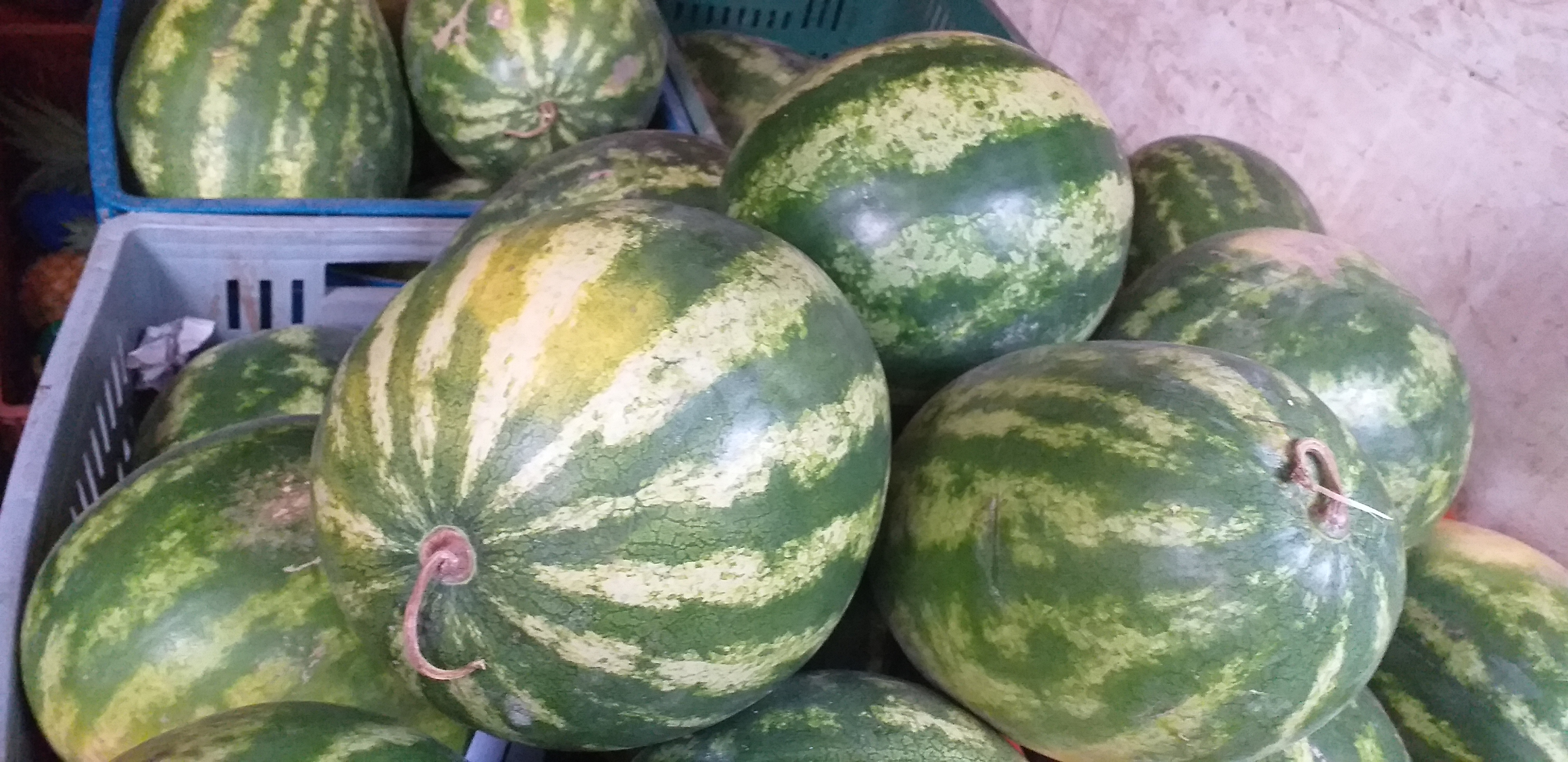 Sandia baby