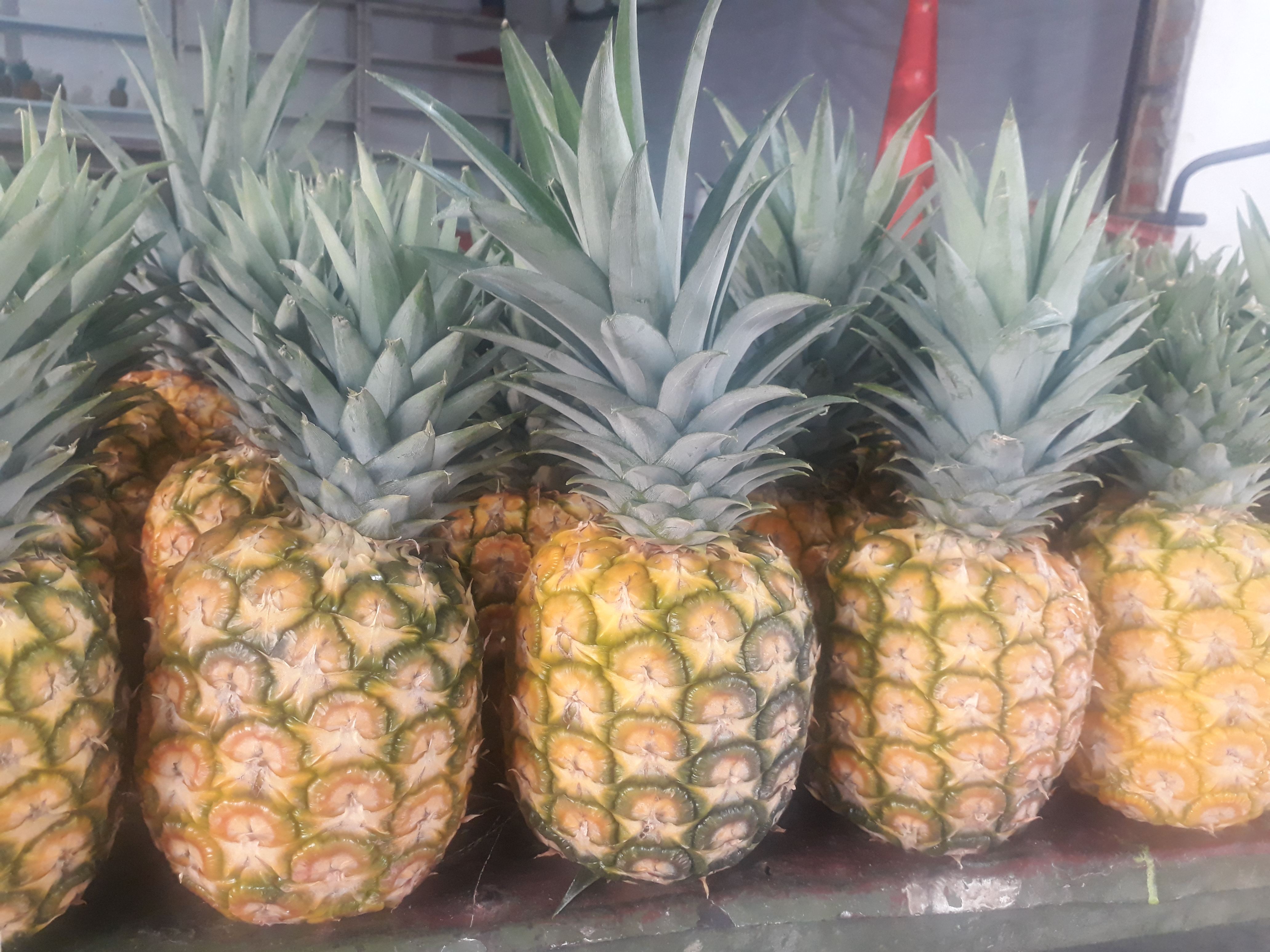 Piña oro miel
