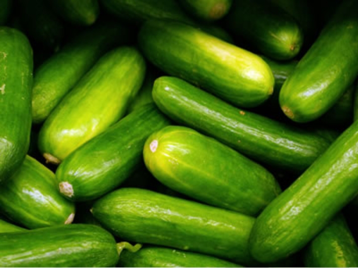 Pepino cohombro