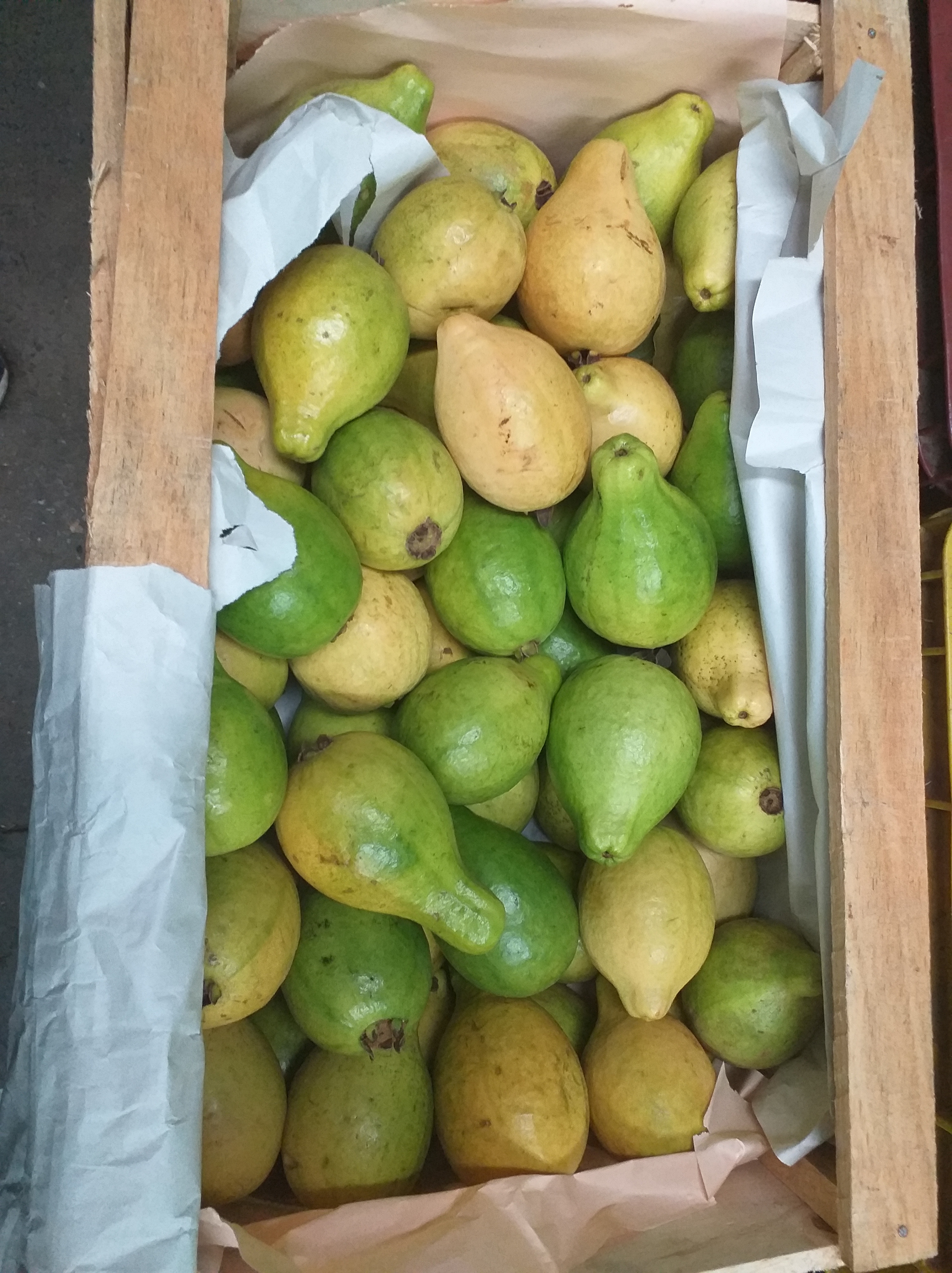 Guayaba gruesa