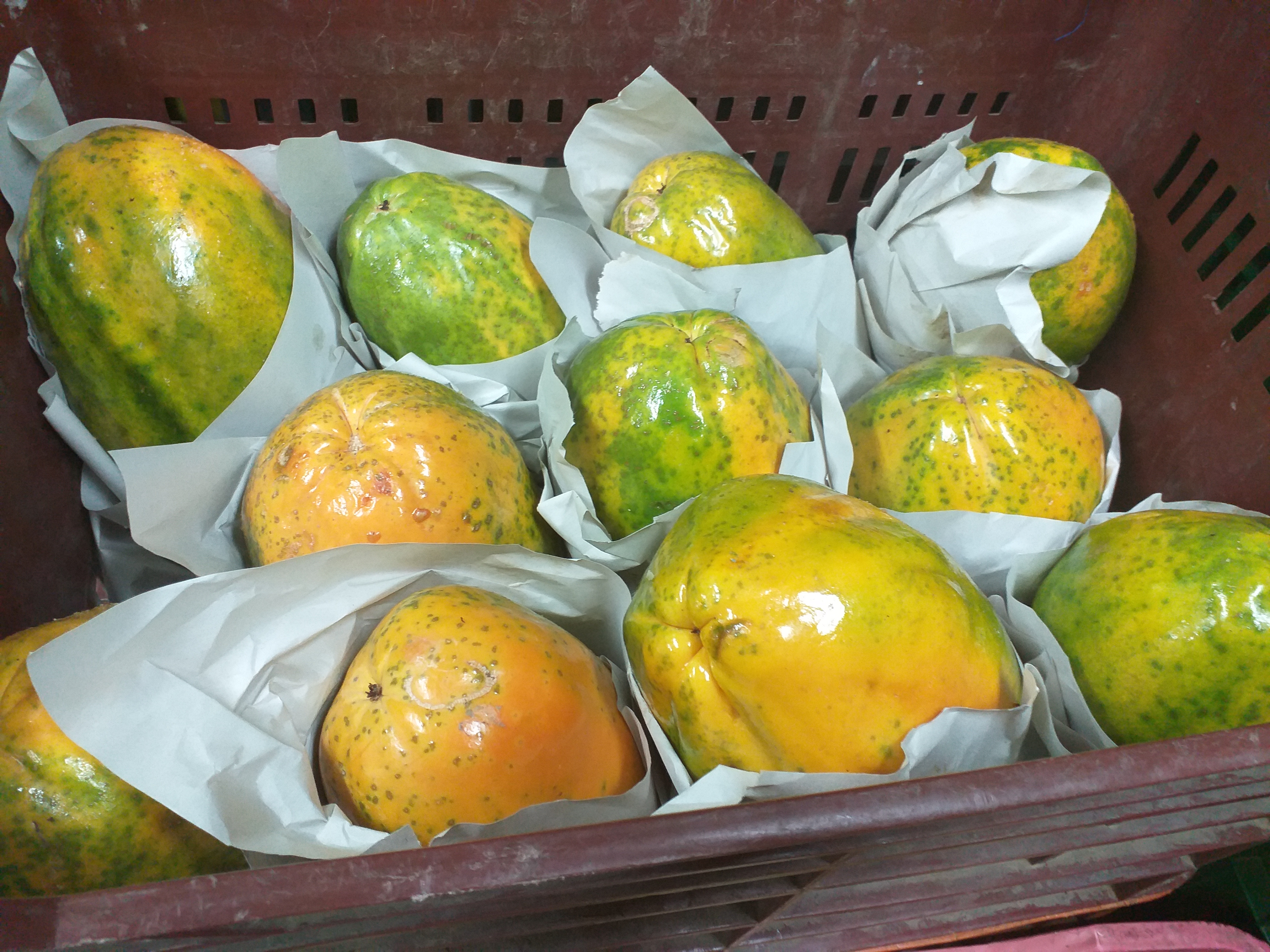 Papaya