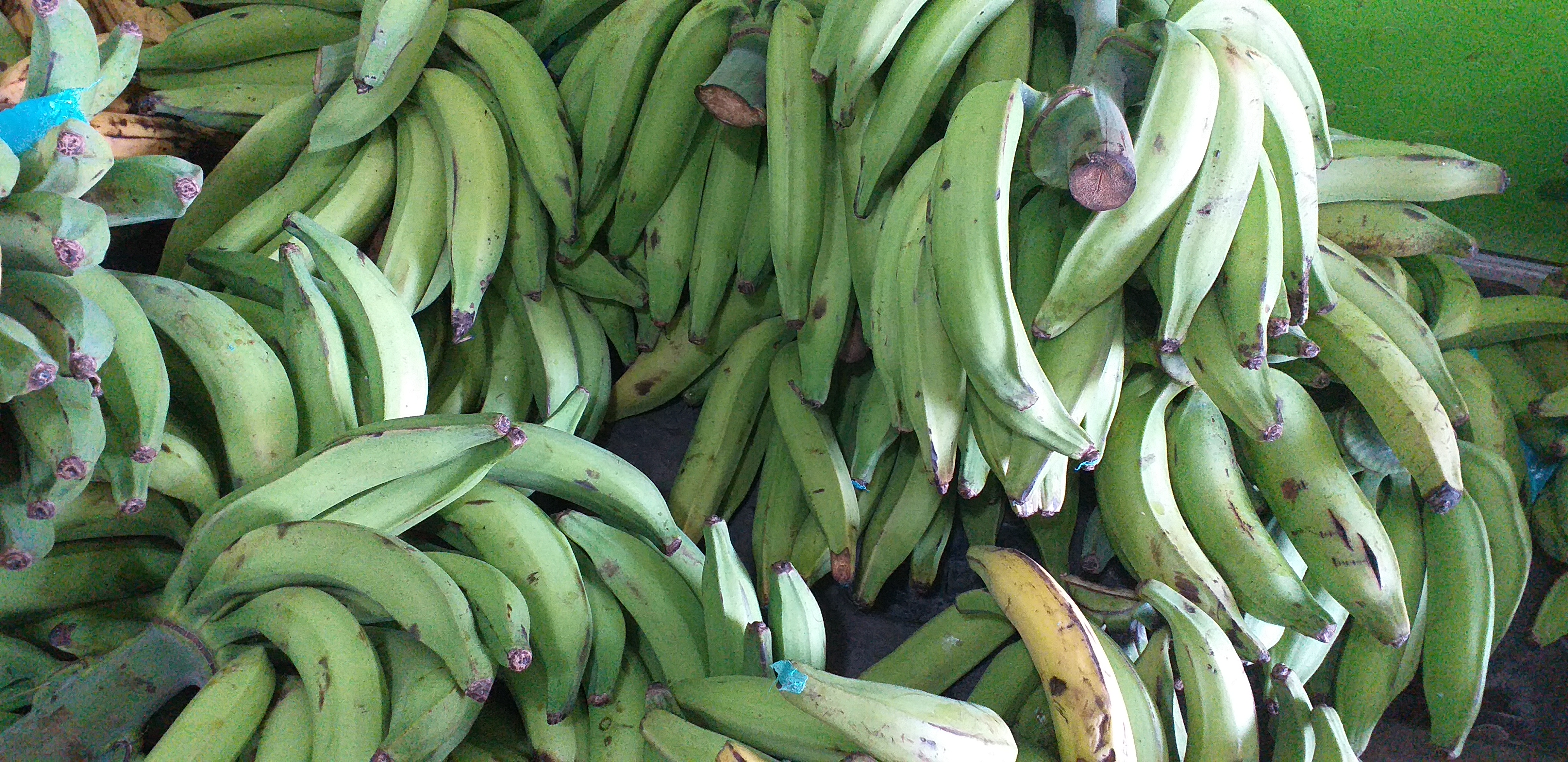 Platano verde