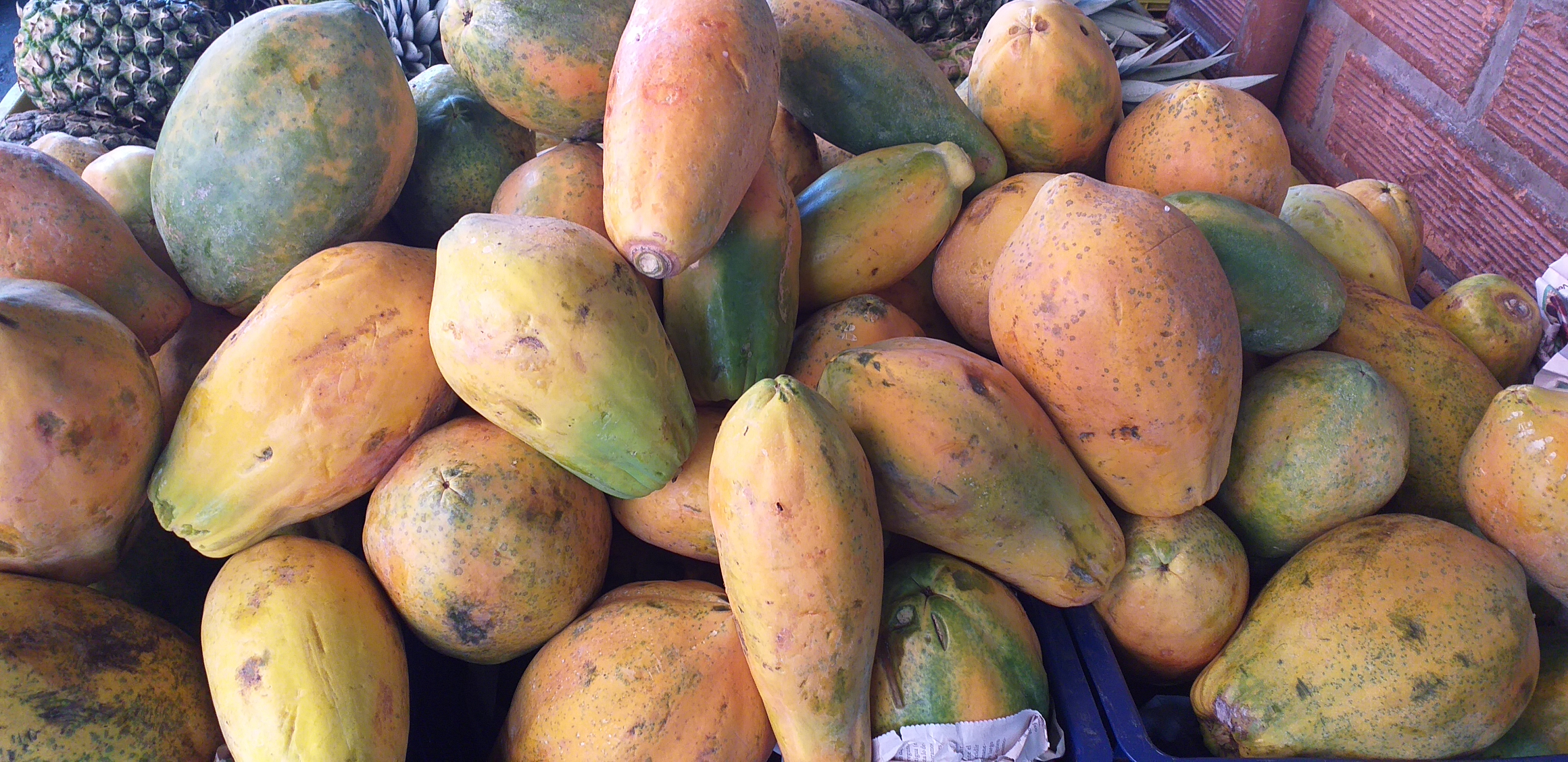 Papaya tainung costeña