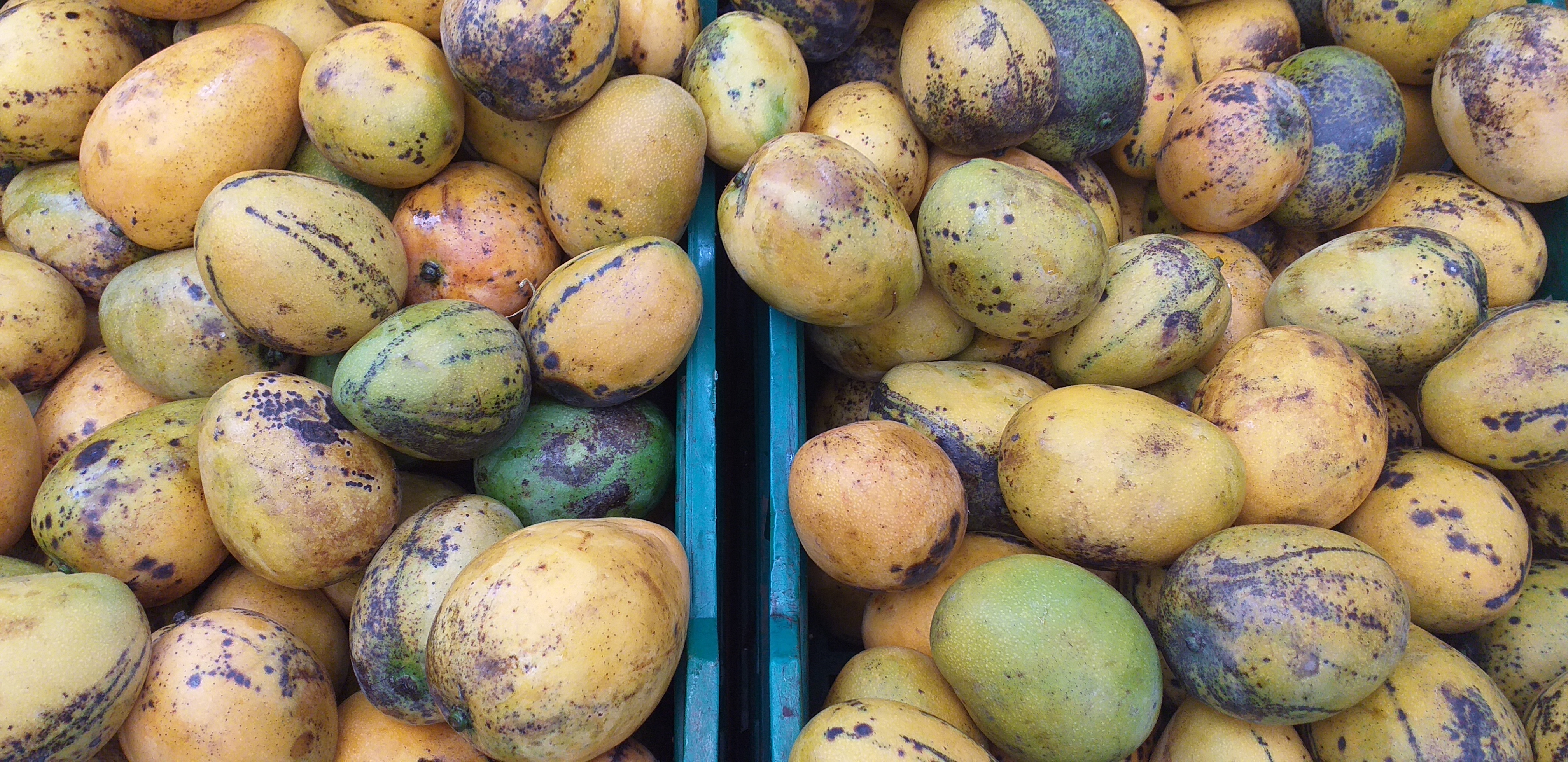 Mango criollo