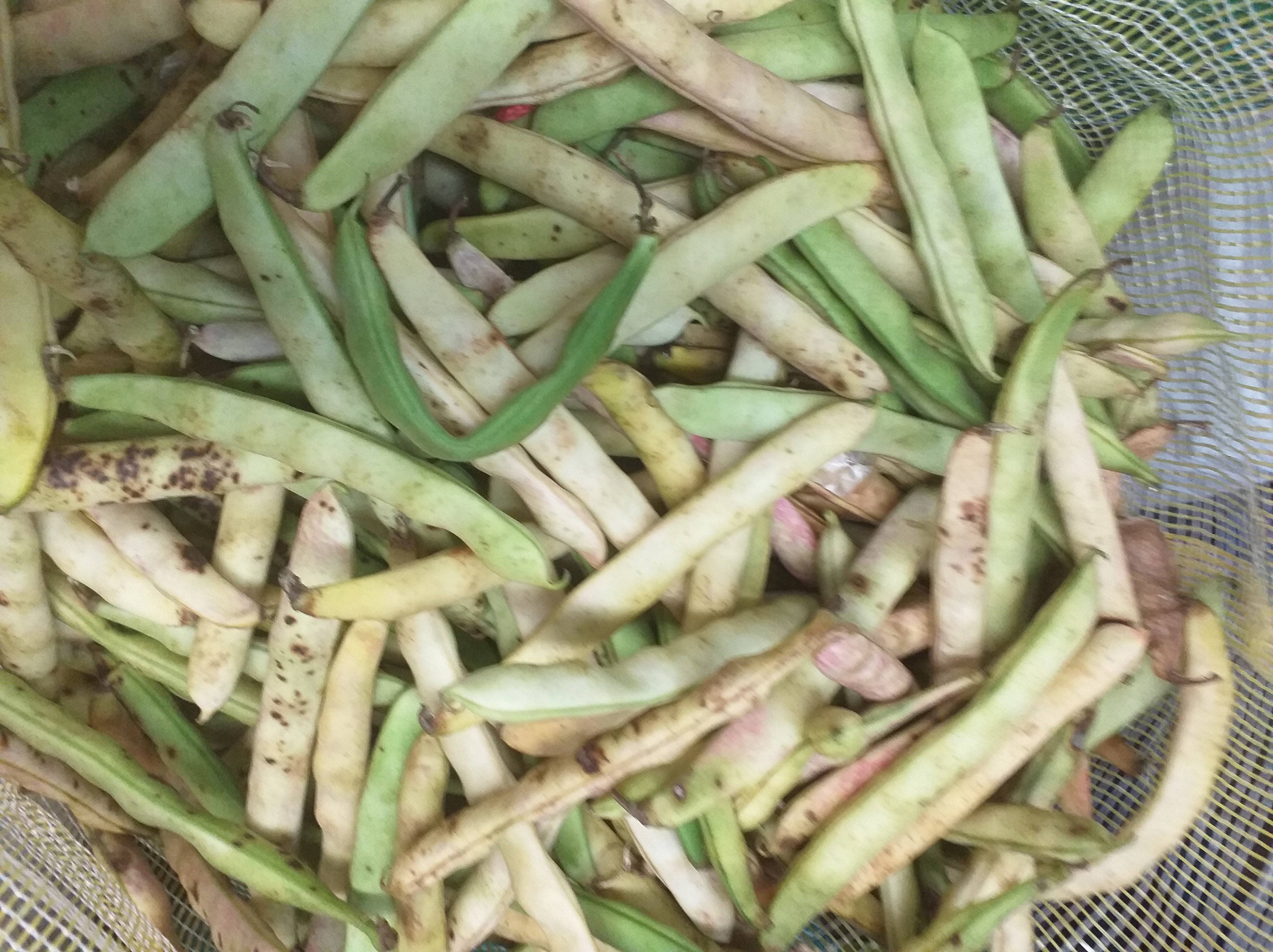 Frijol verde en vaina