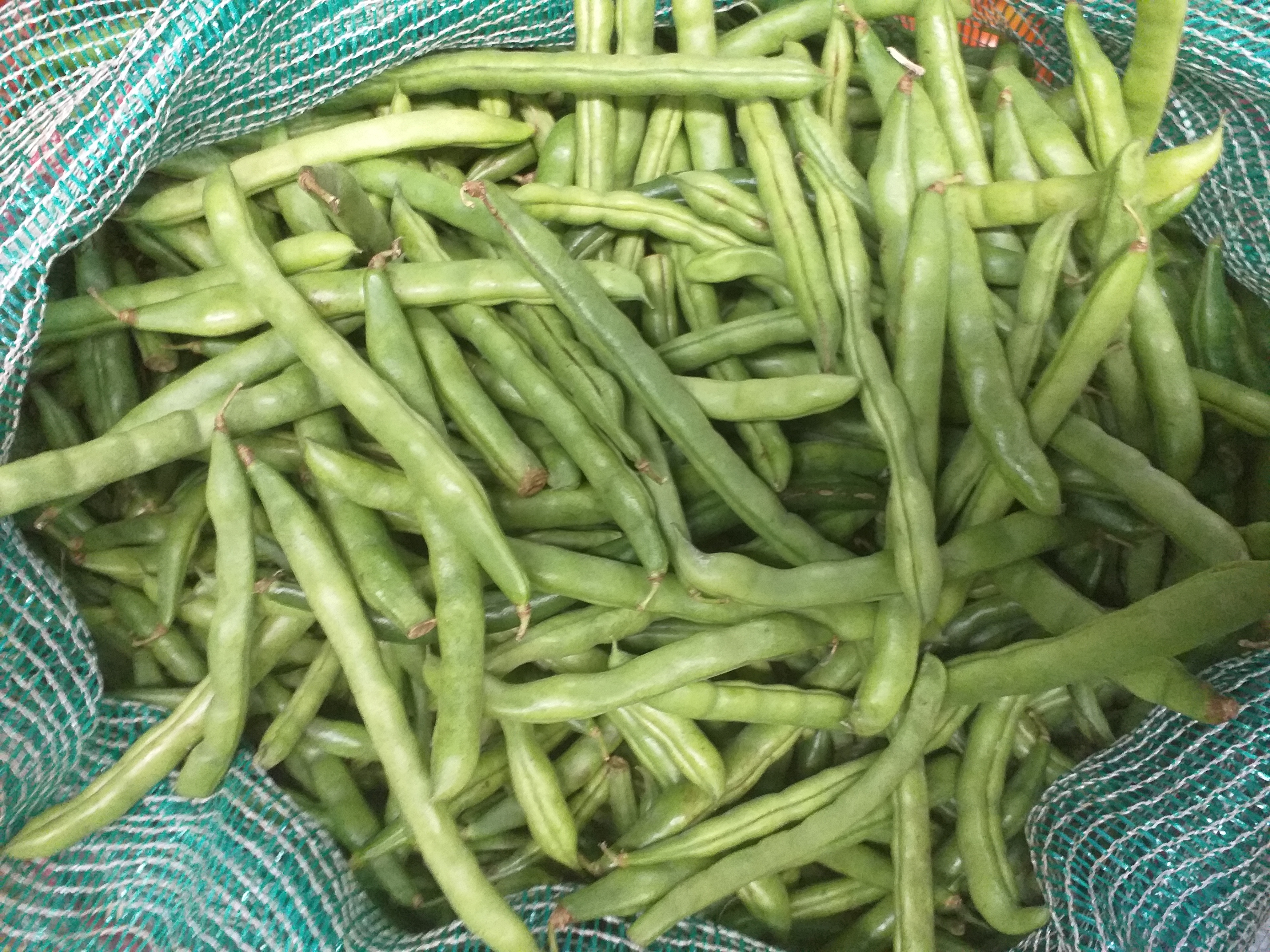Habichuela