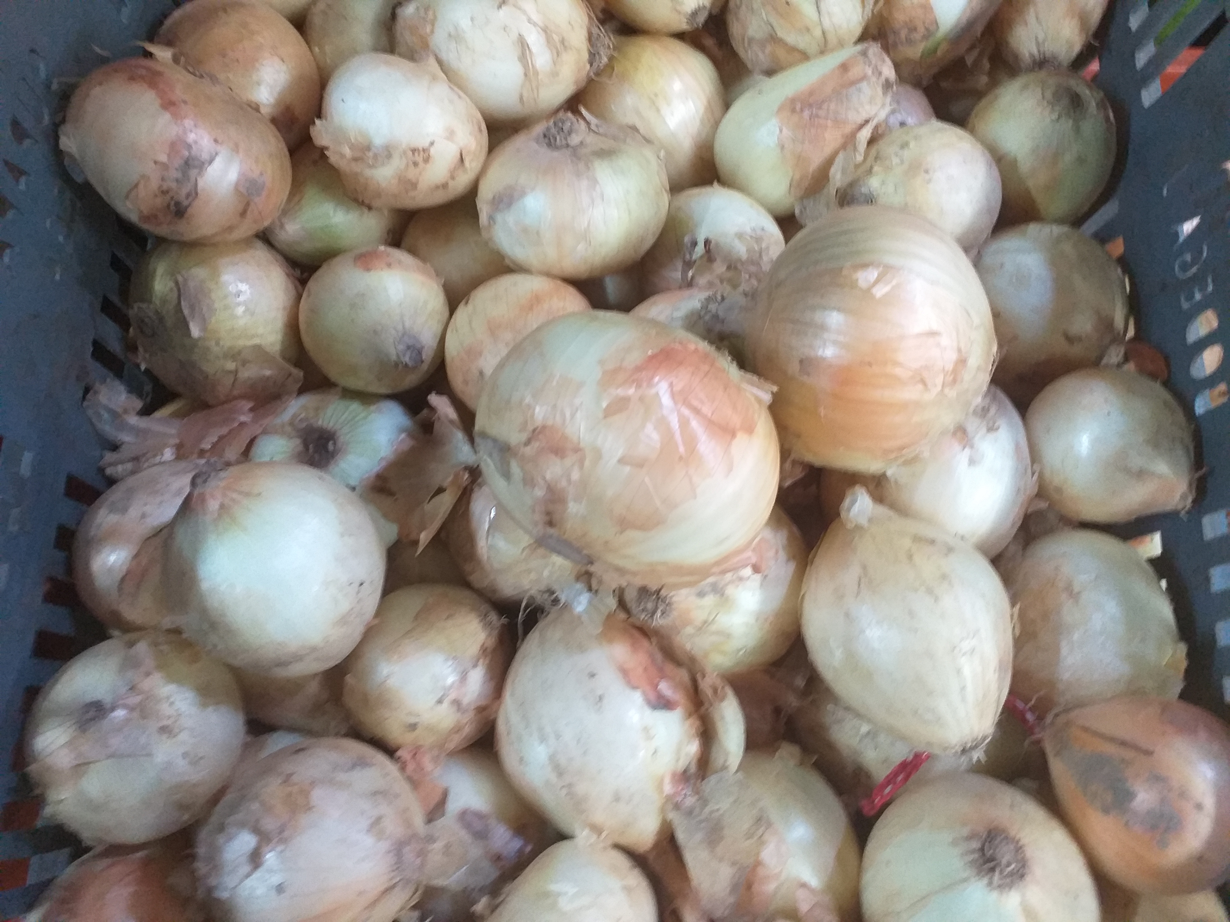 Cebolla de huevo