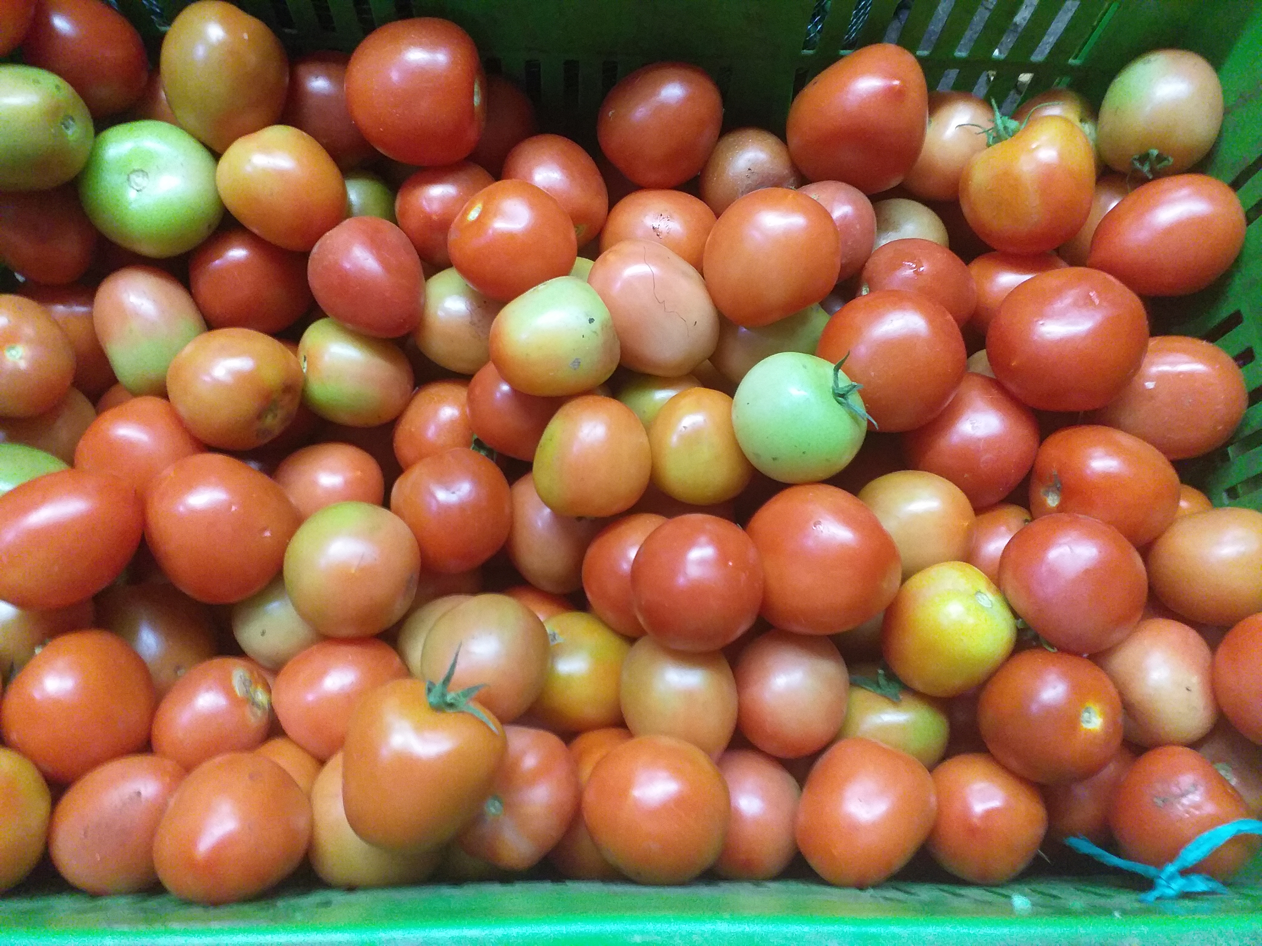 Tomate parejo