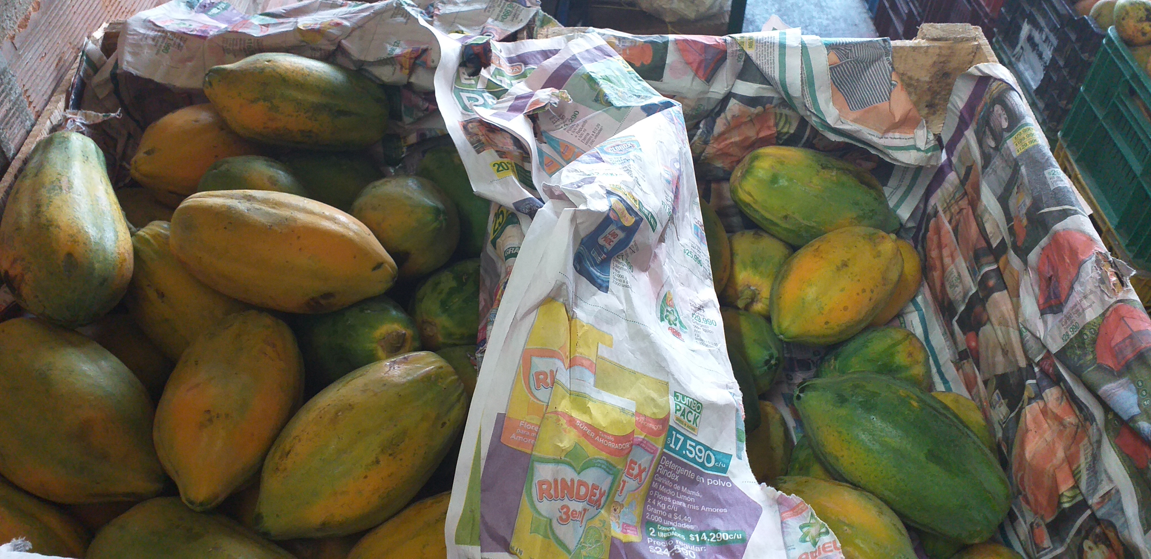 Papaya tainung