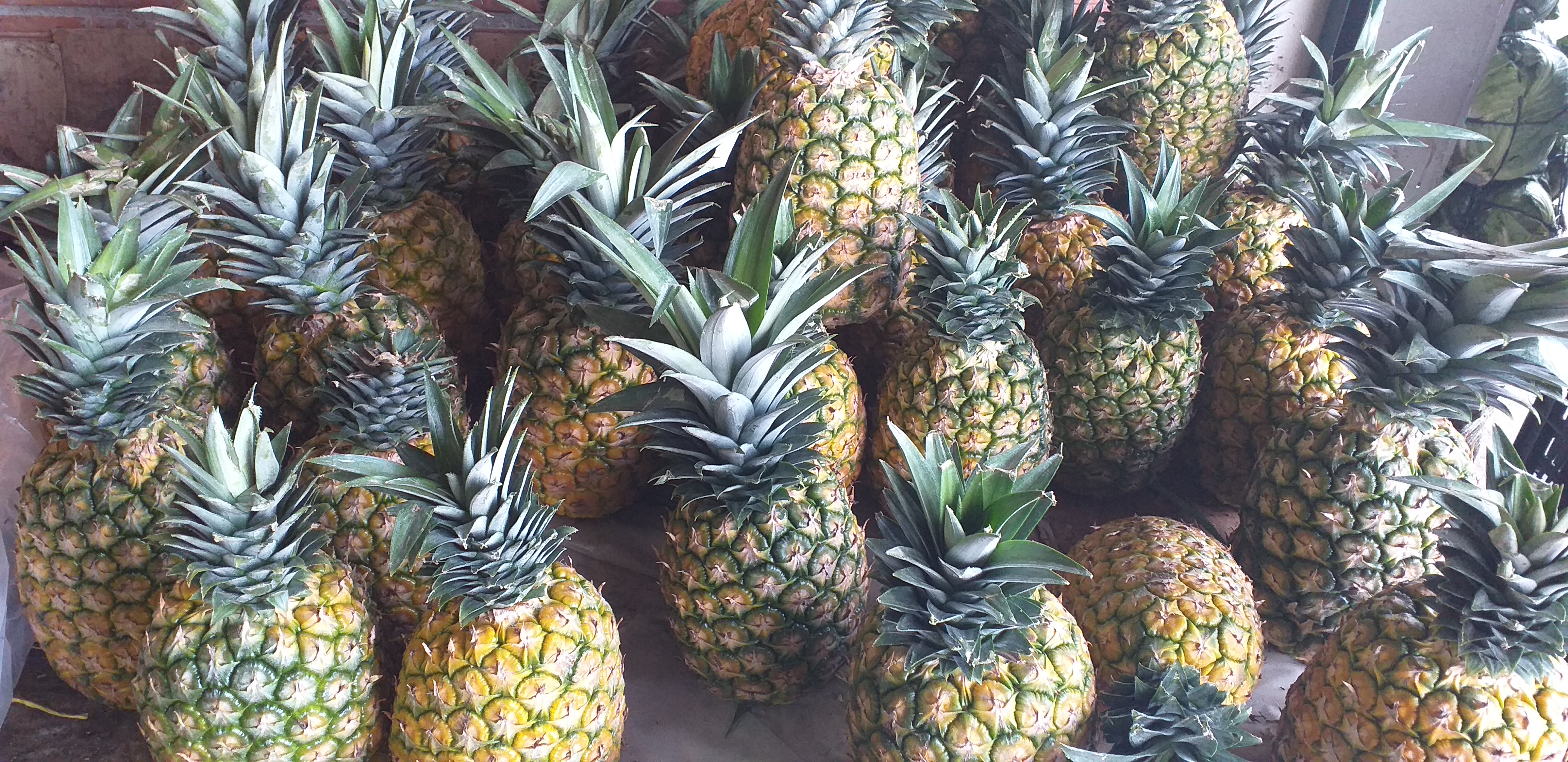 Piña oromiel