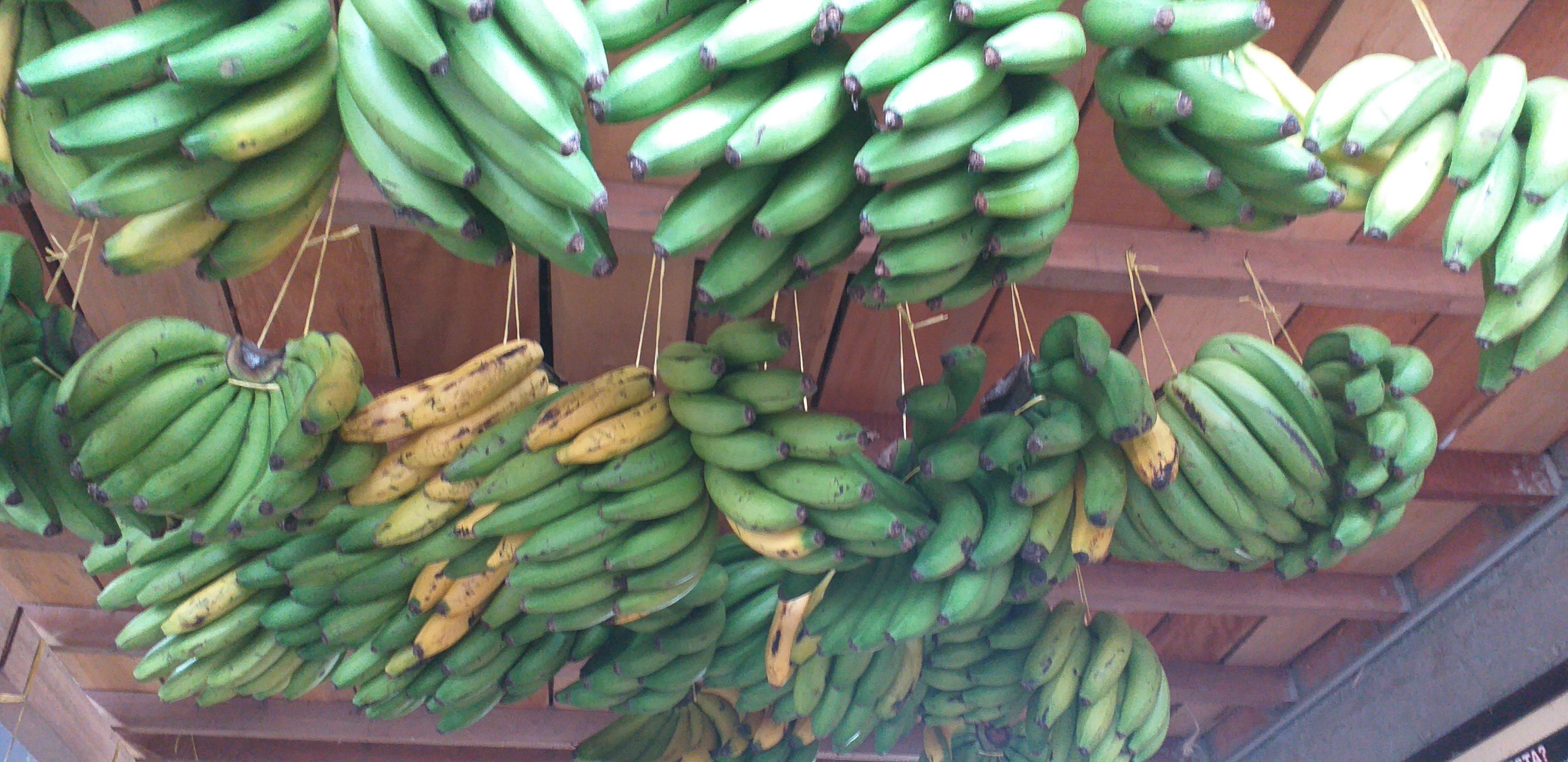 Banano criollo