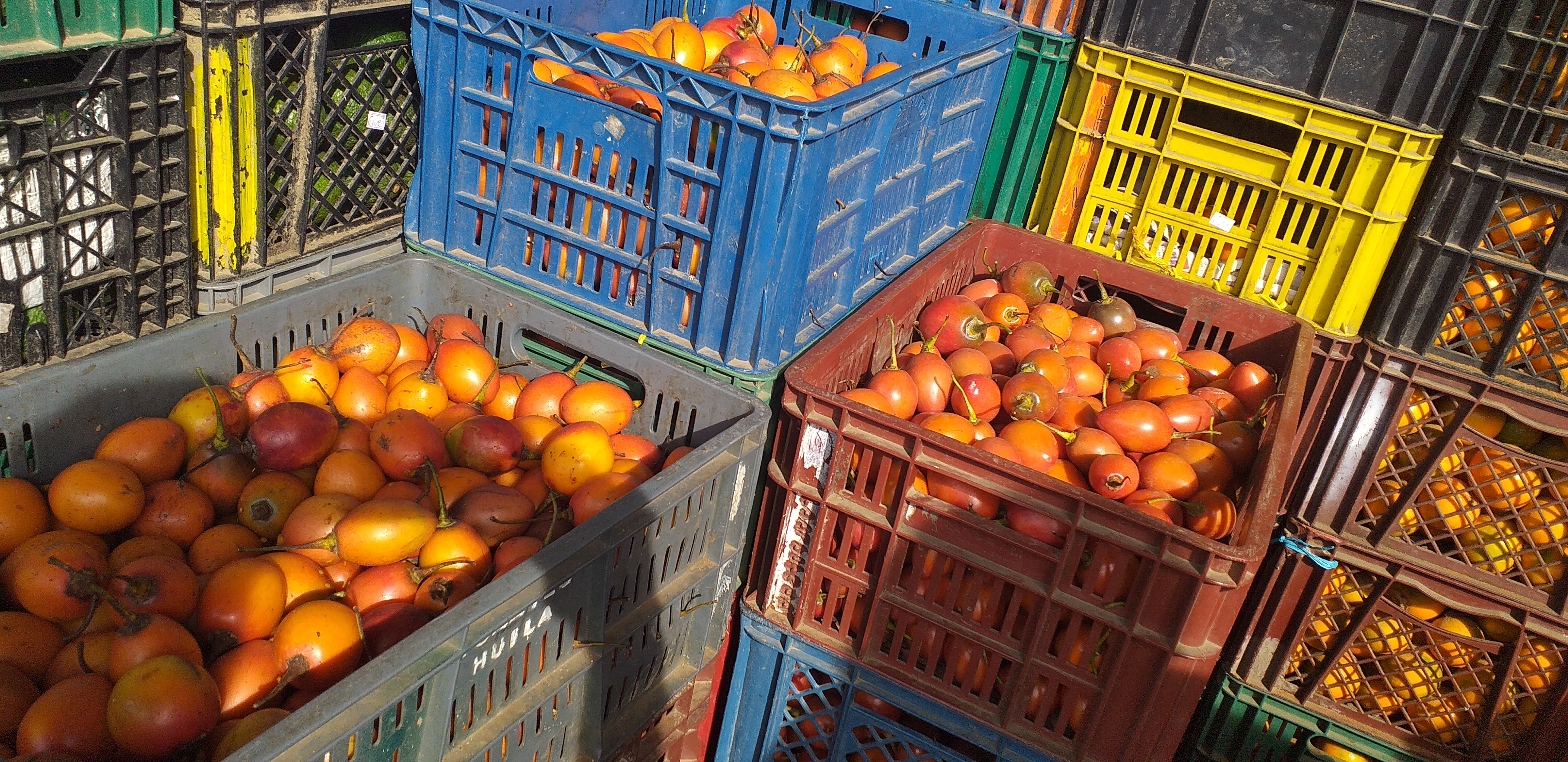 Tomate de arbol