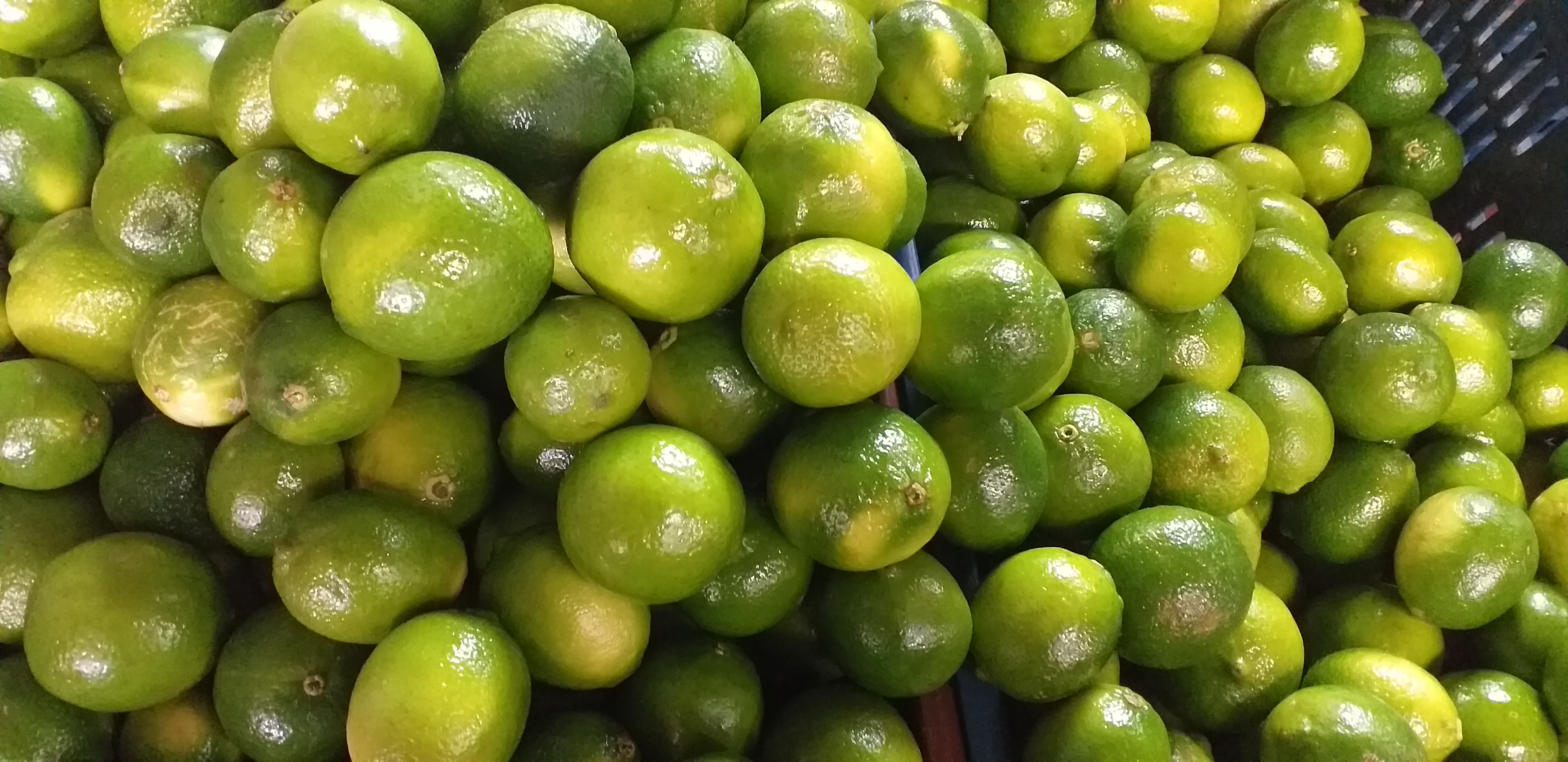 Limon tahiti