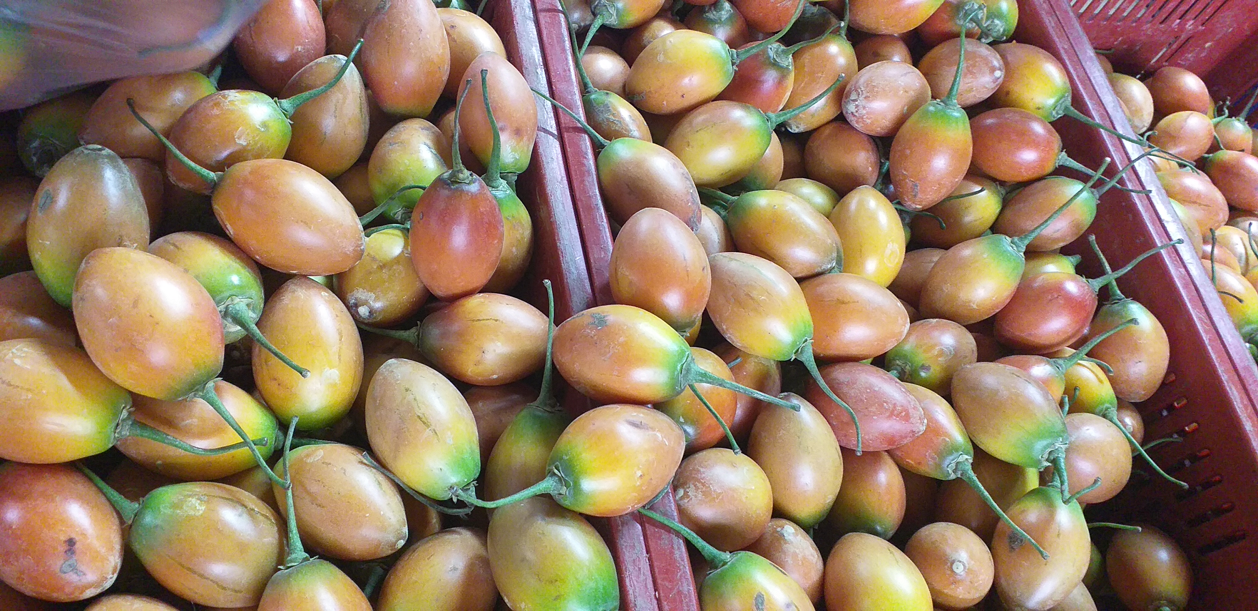 Tomate de arbol