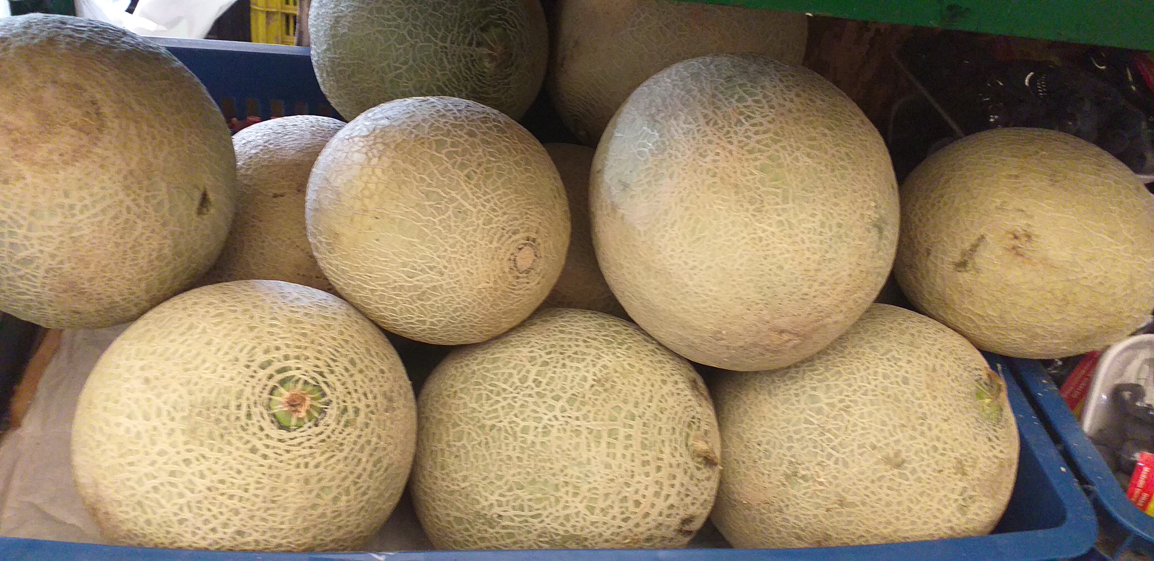 Melon