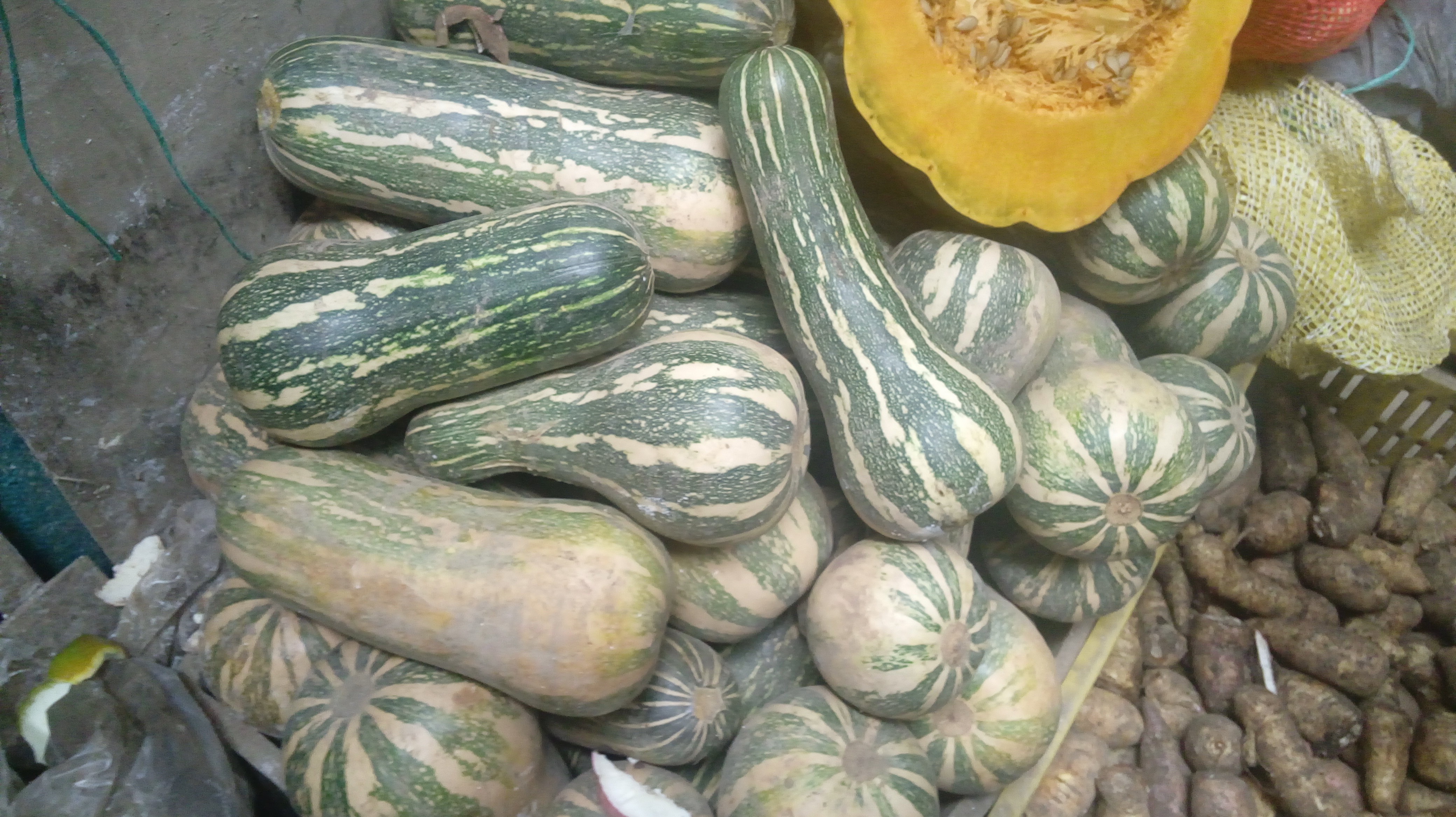 Ahuyama sapayo