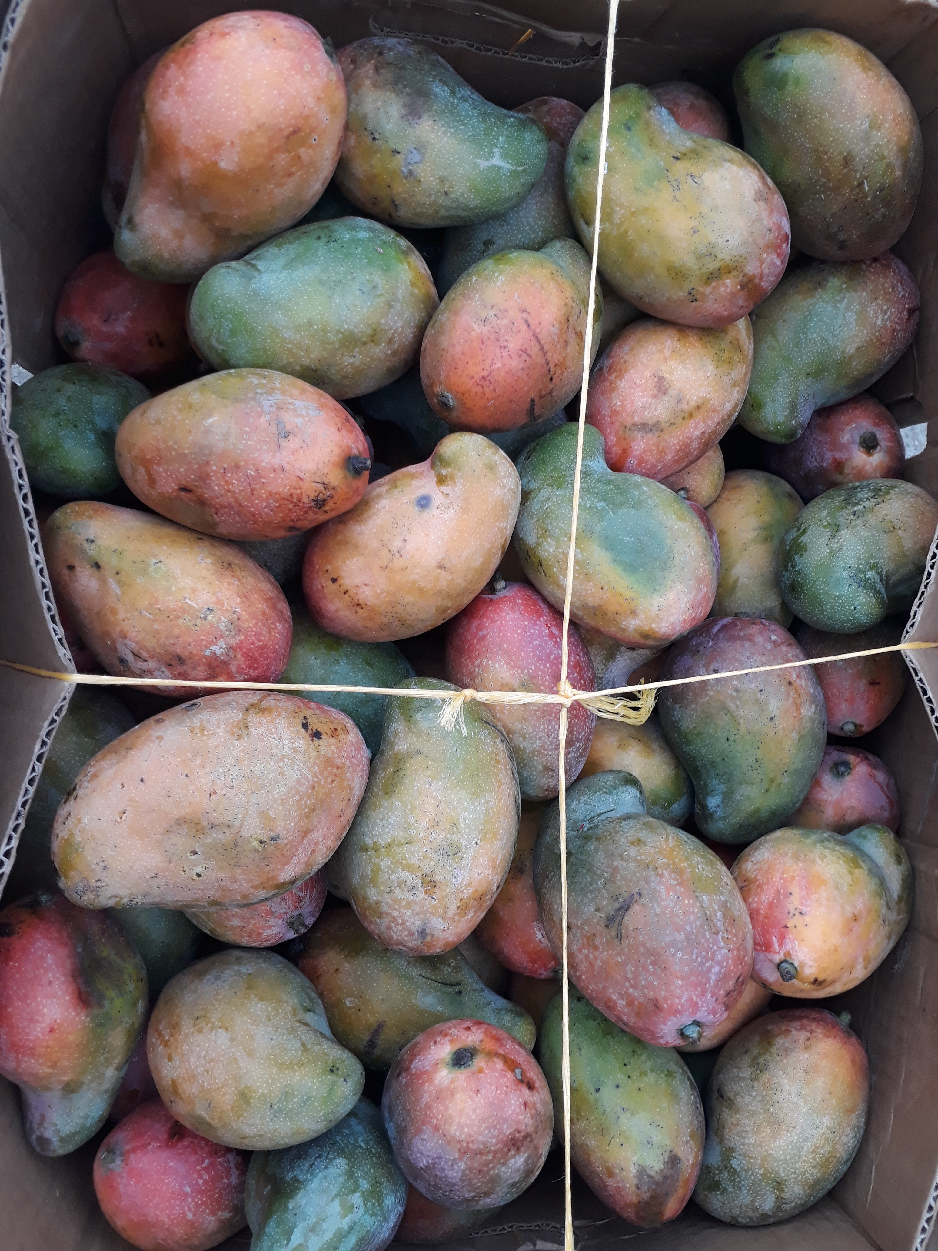 Mango de chupa