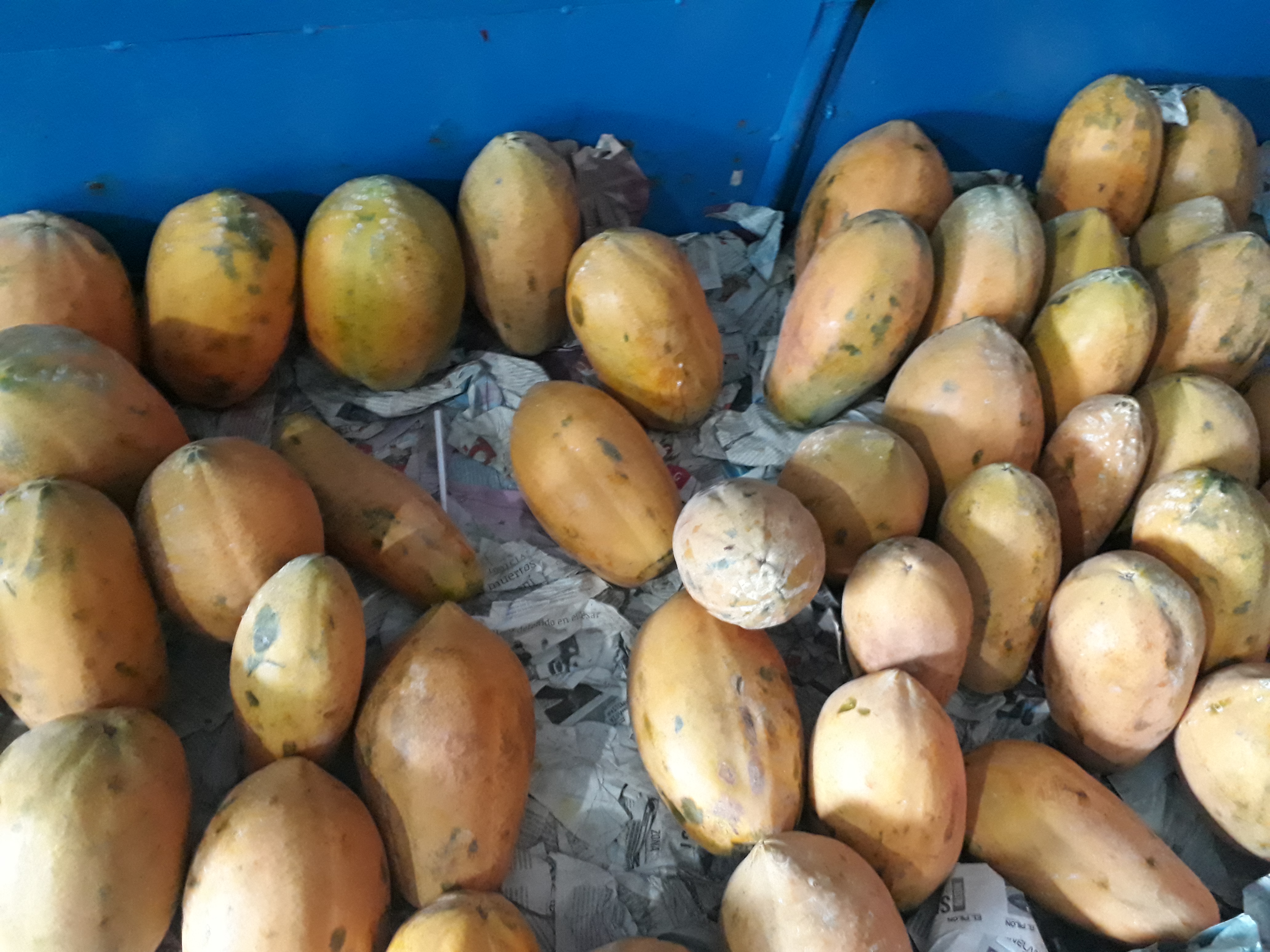 Papaya
