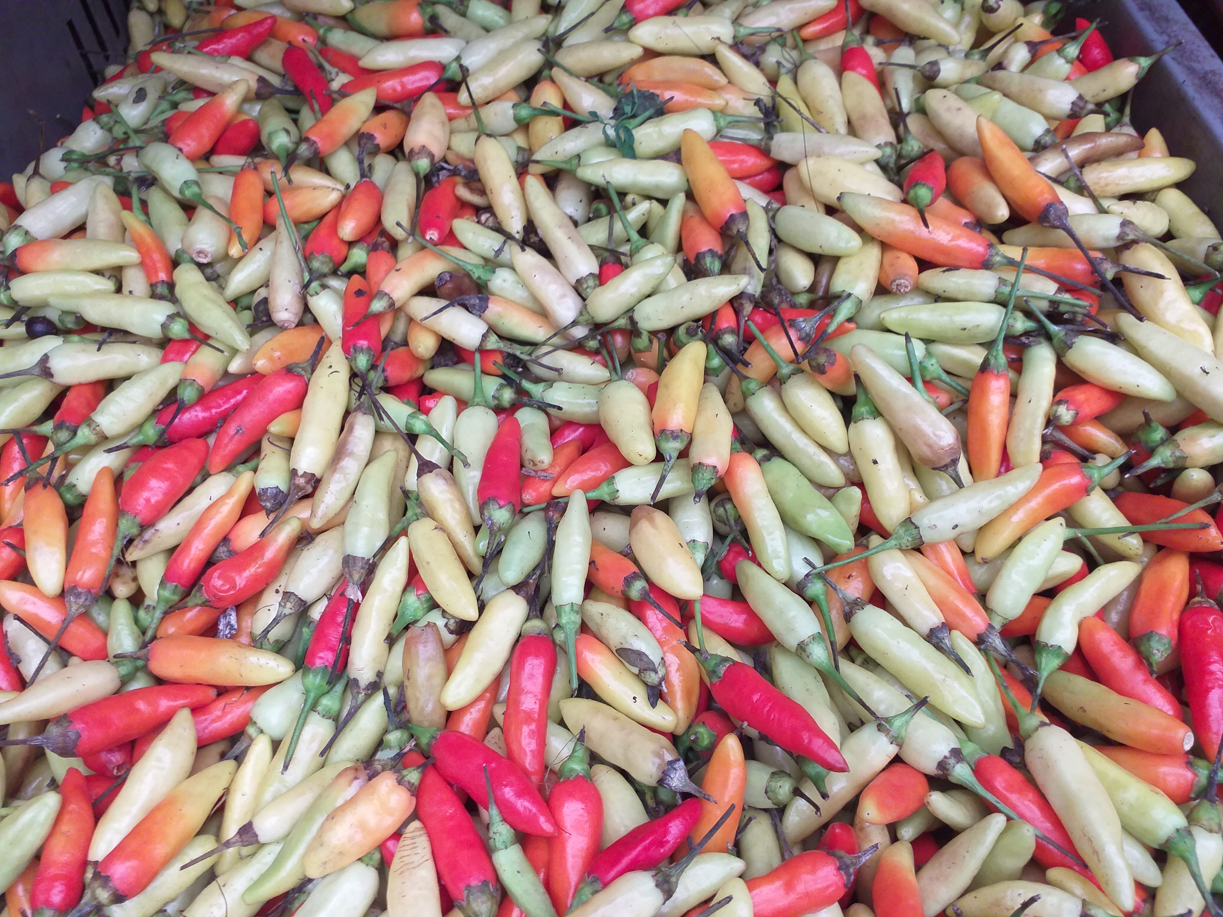 Aji refencia tabasco
