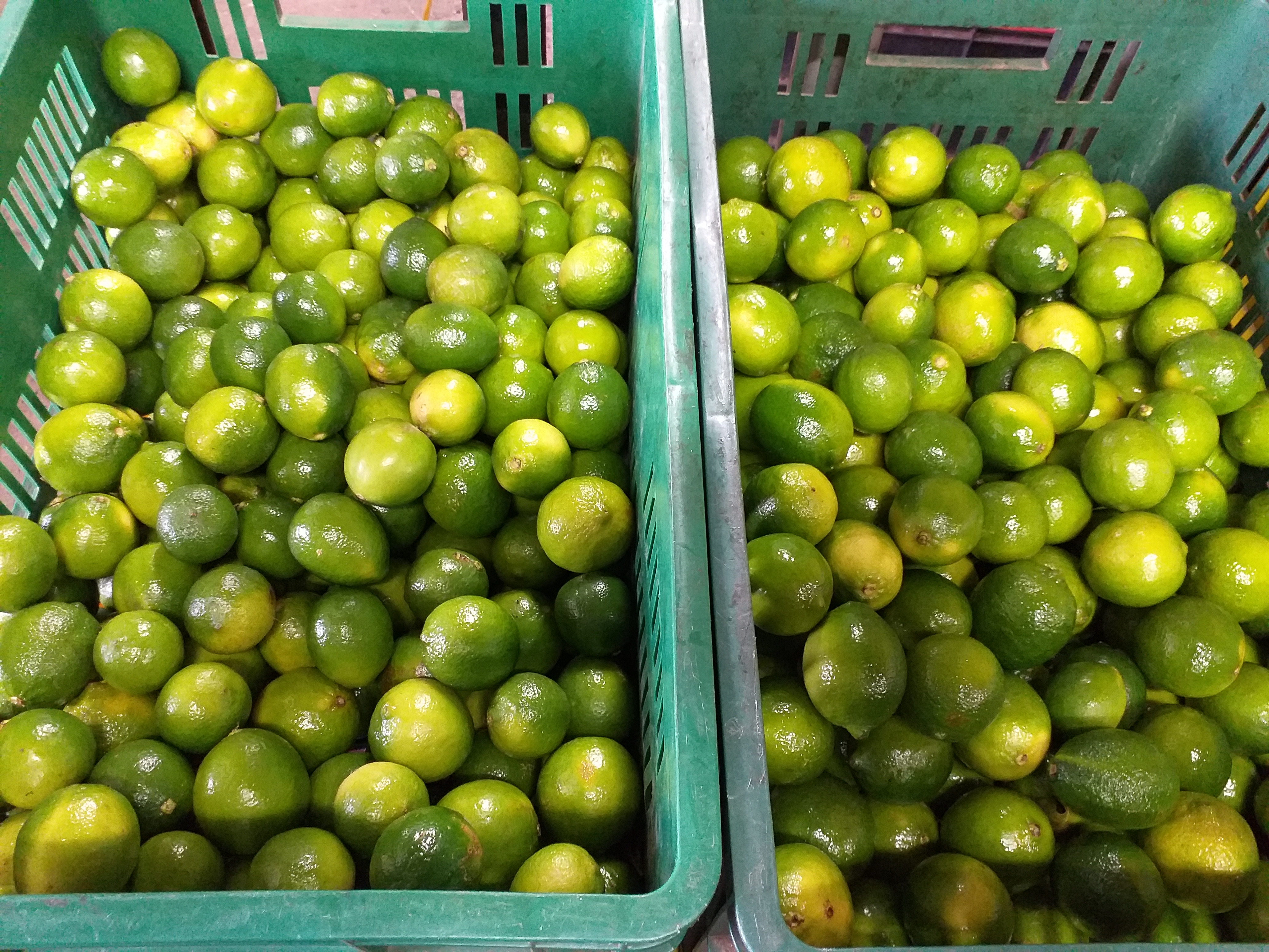 Limon tahiti