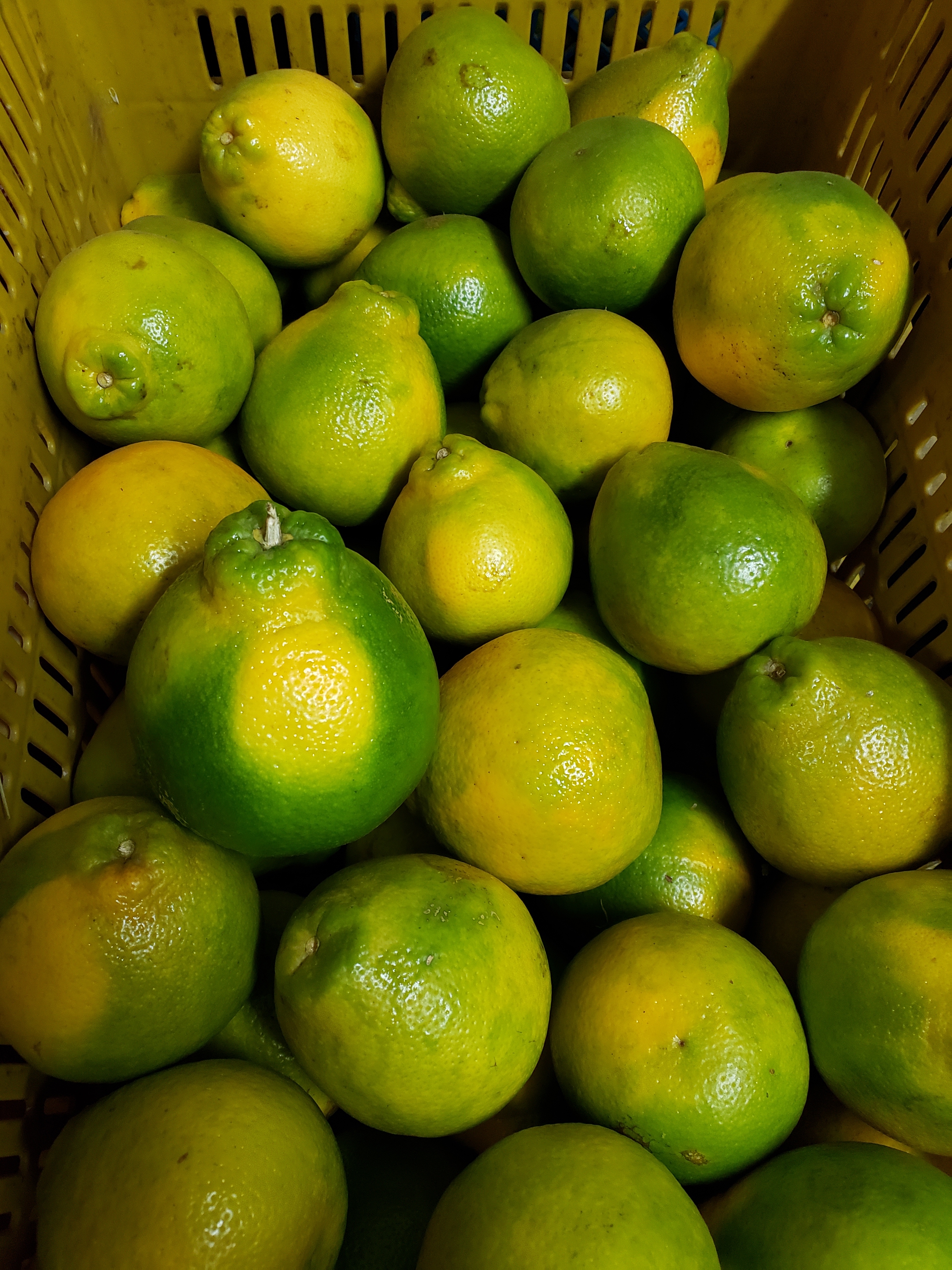 Naranja tangelo