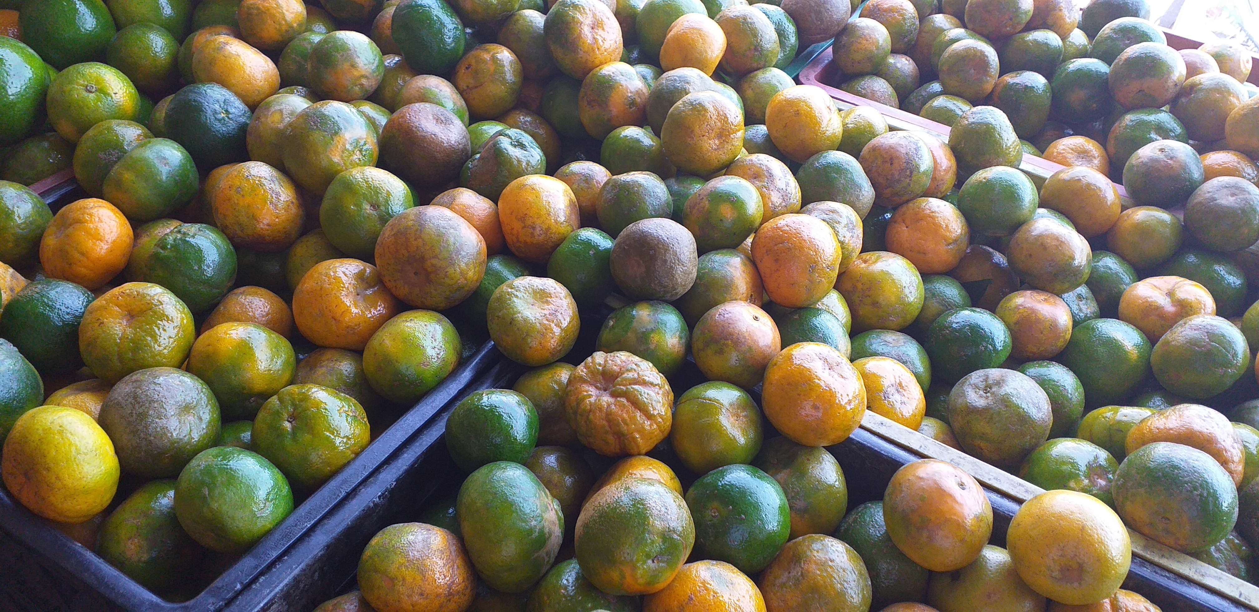 Mandarina 2da