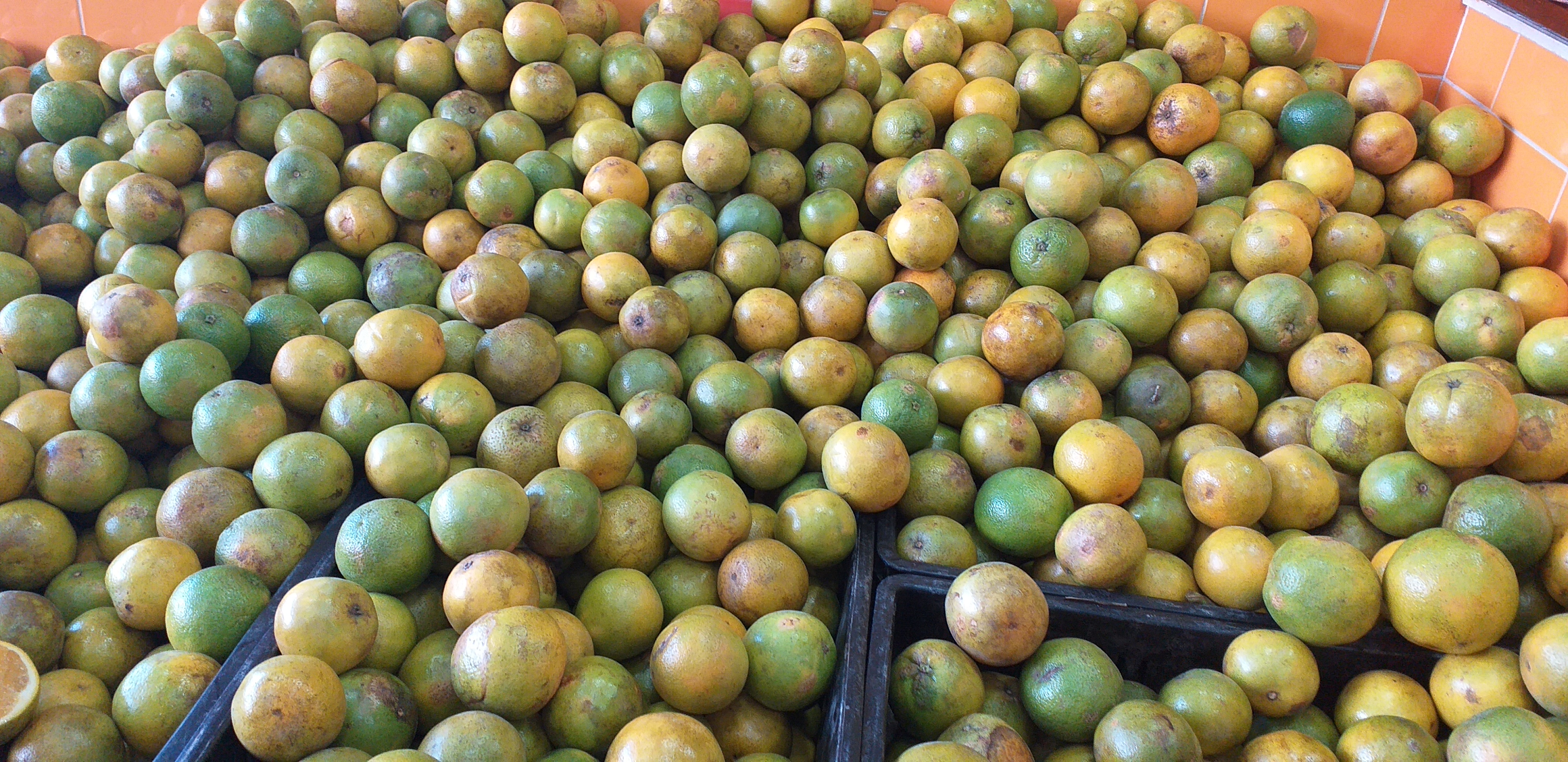 Naranja valencia