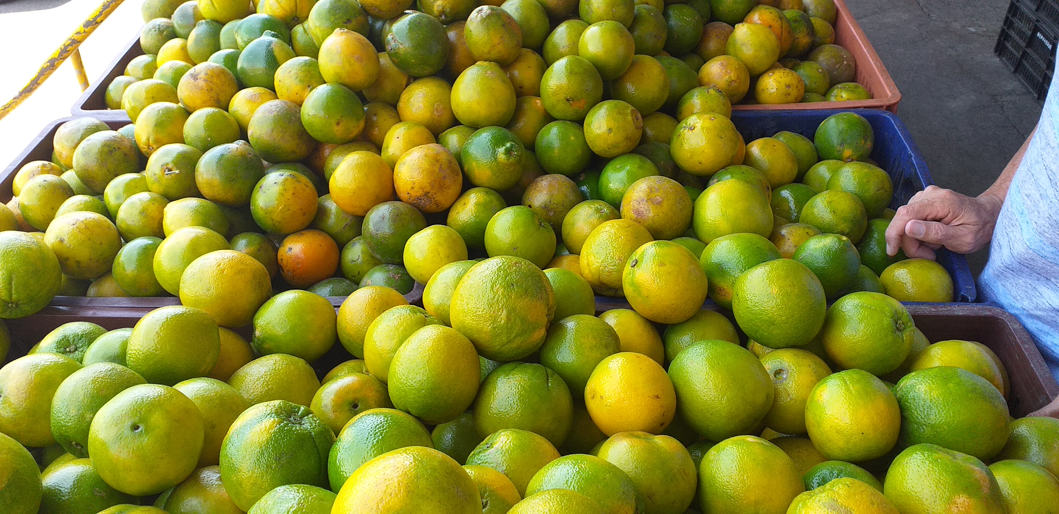 Naranja washinton