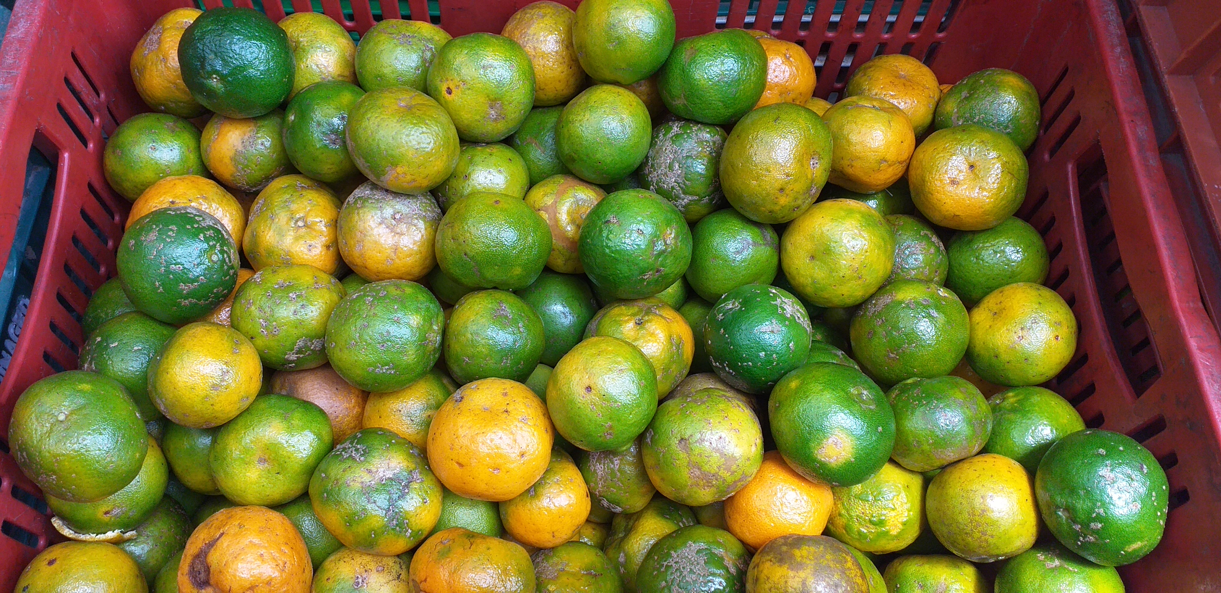 Mandarina de 3ra